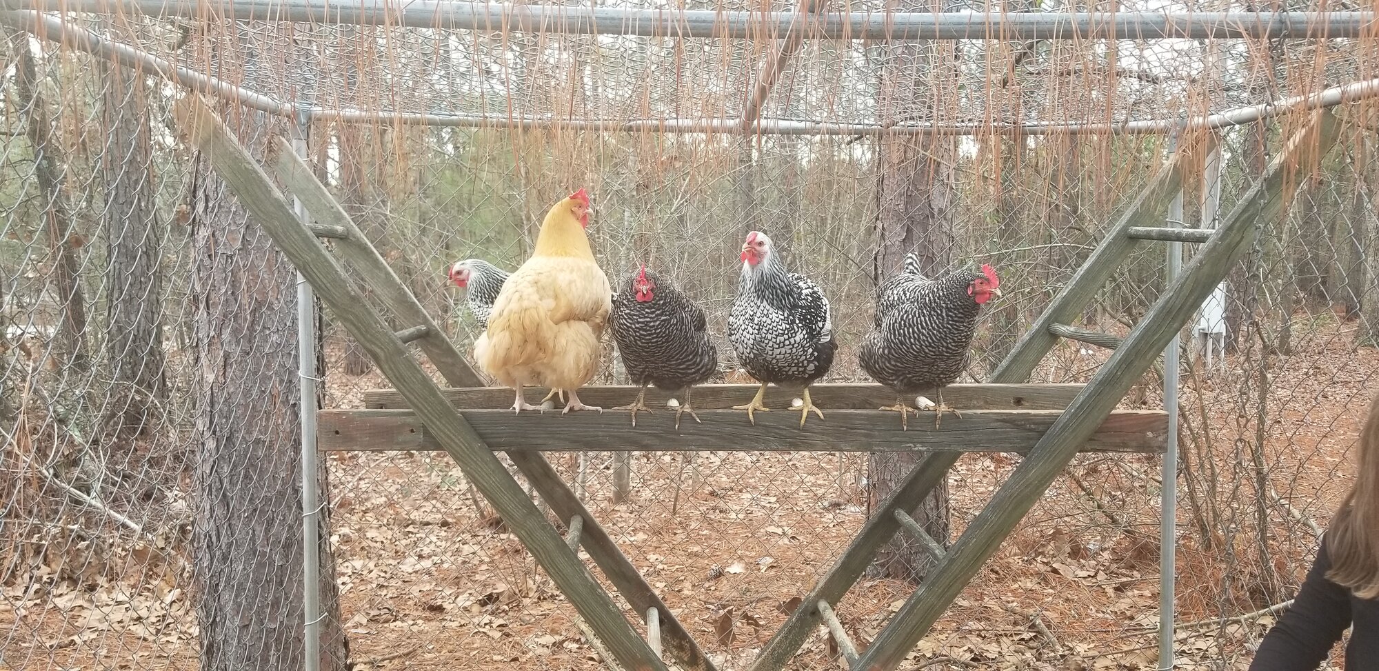 My First Flock of Girls