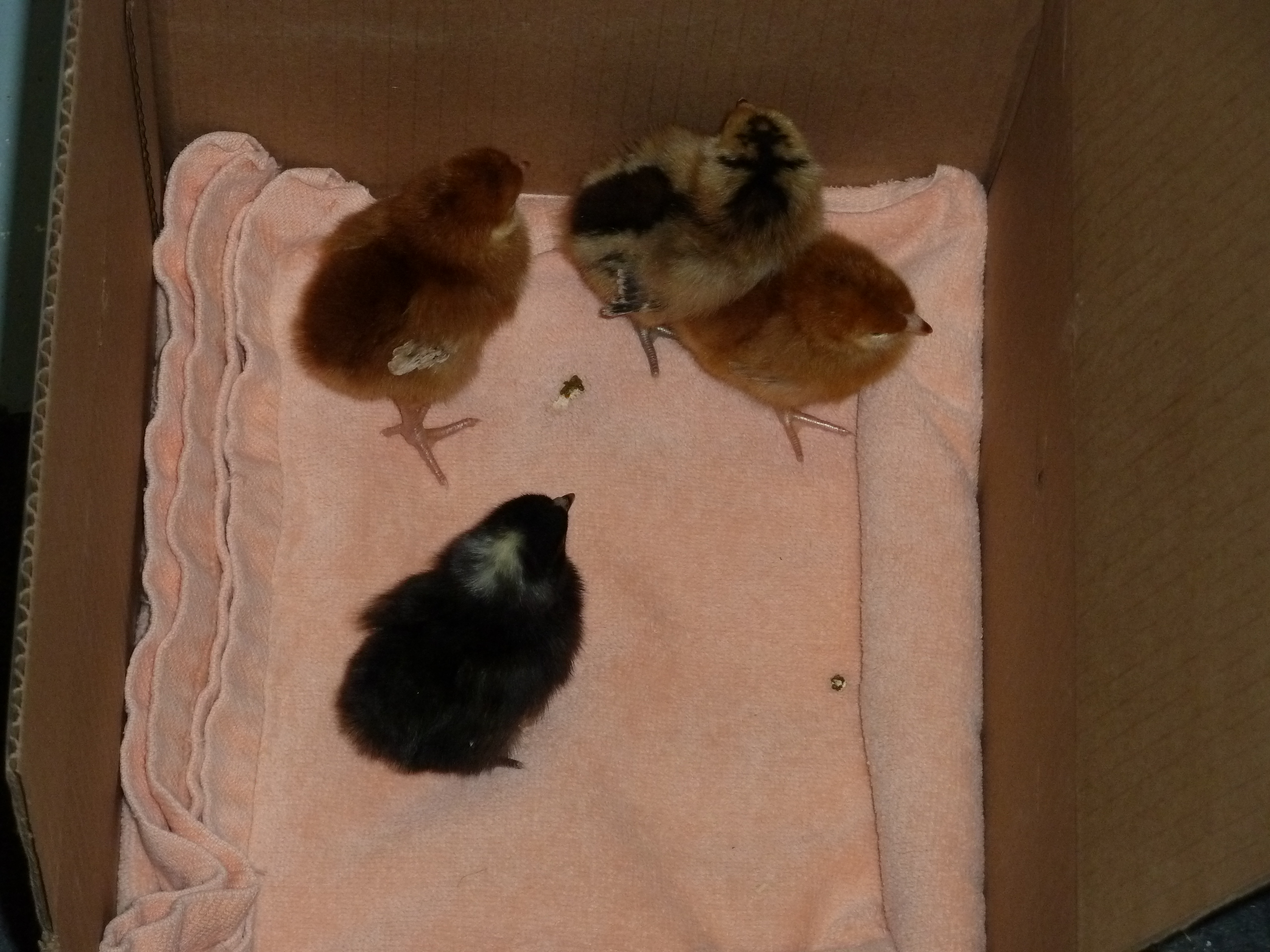 My first four chicks: two Rhode Islands Reds, 1 black Australorp, and 1 Americauna.  Two days later I went back to the local feed store and added a Buff Orpington and a Barred Plymouth Rock.  They all get along great together.