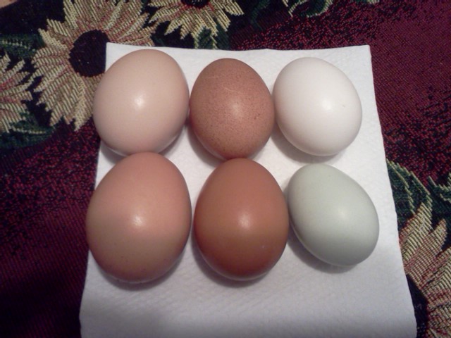 My first green egg since Blondie died! (bottom right)