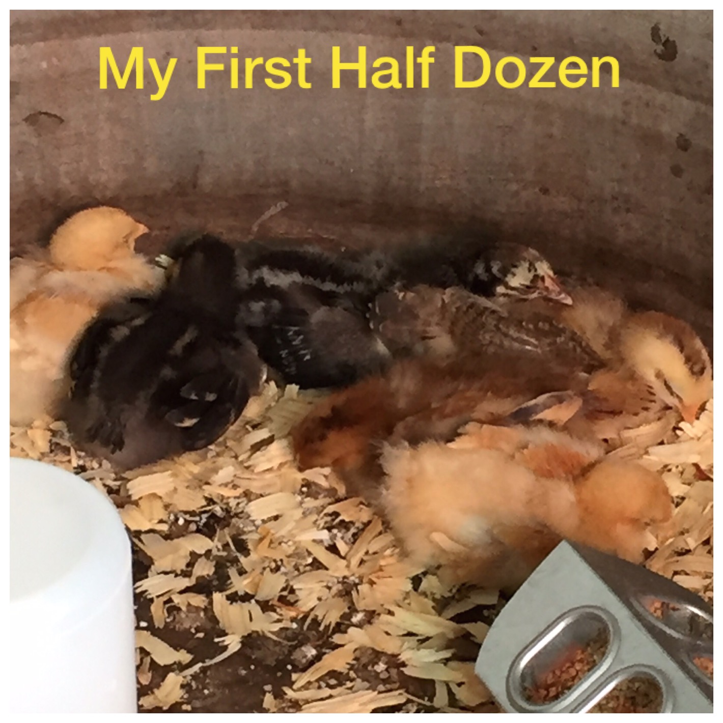 My First Half Dozen