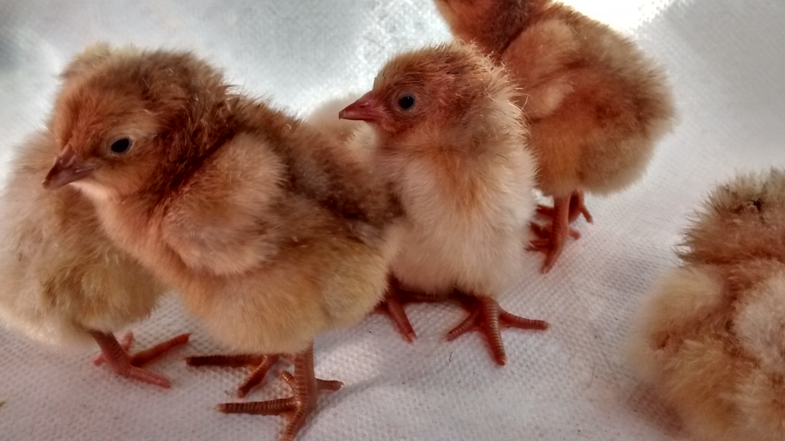 My first hatch of 2015 three buff Orpingtons and three Gold Laced crossed to buff Orpingtons.