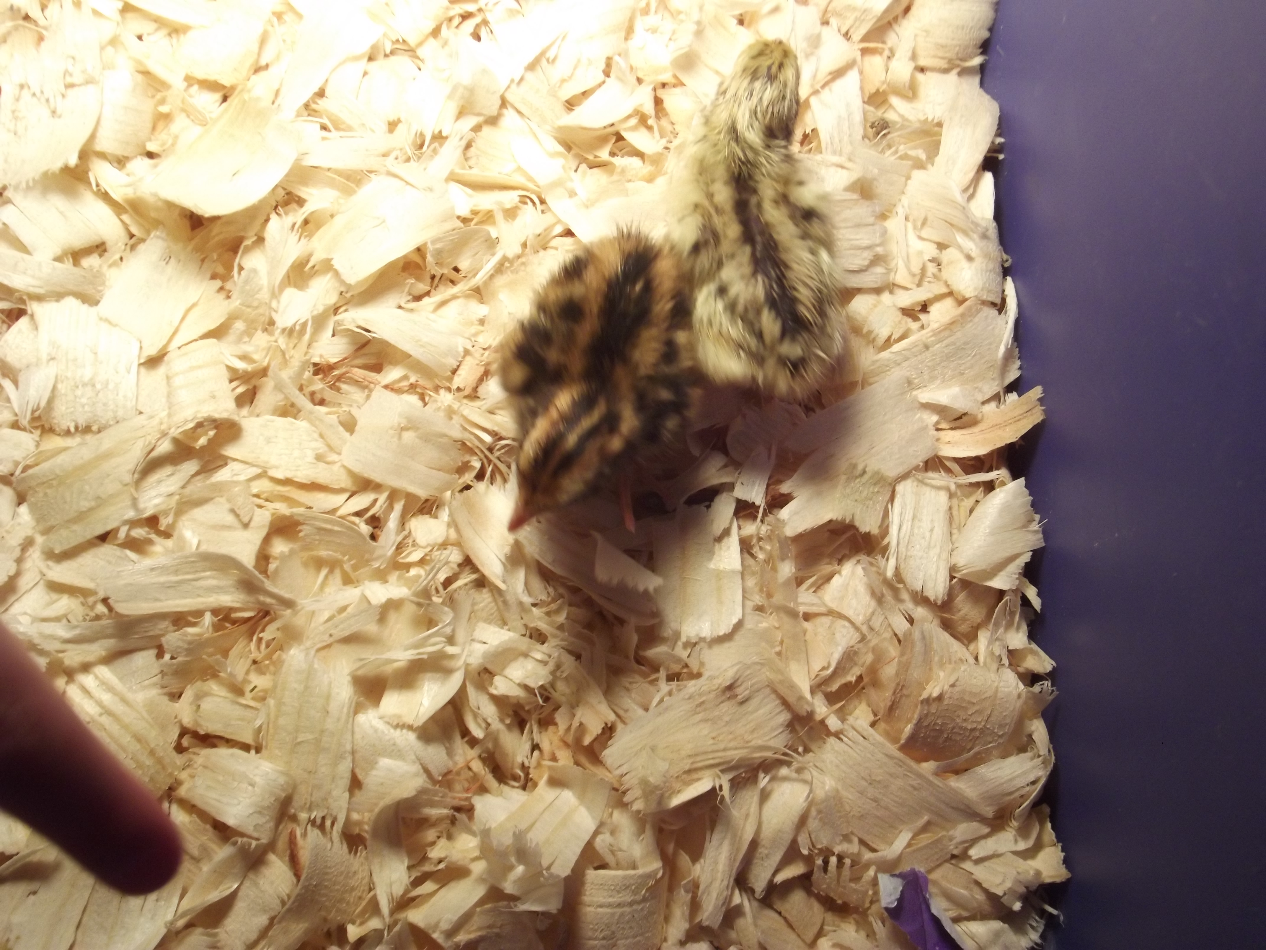 My first Hatch Of coturnix quail
