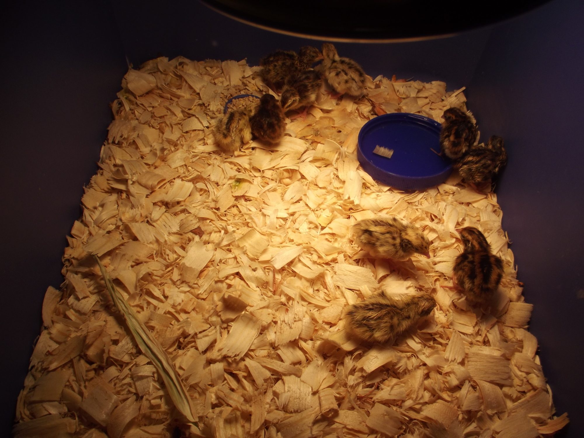 My first Hatch Of coturnix quail