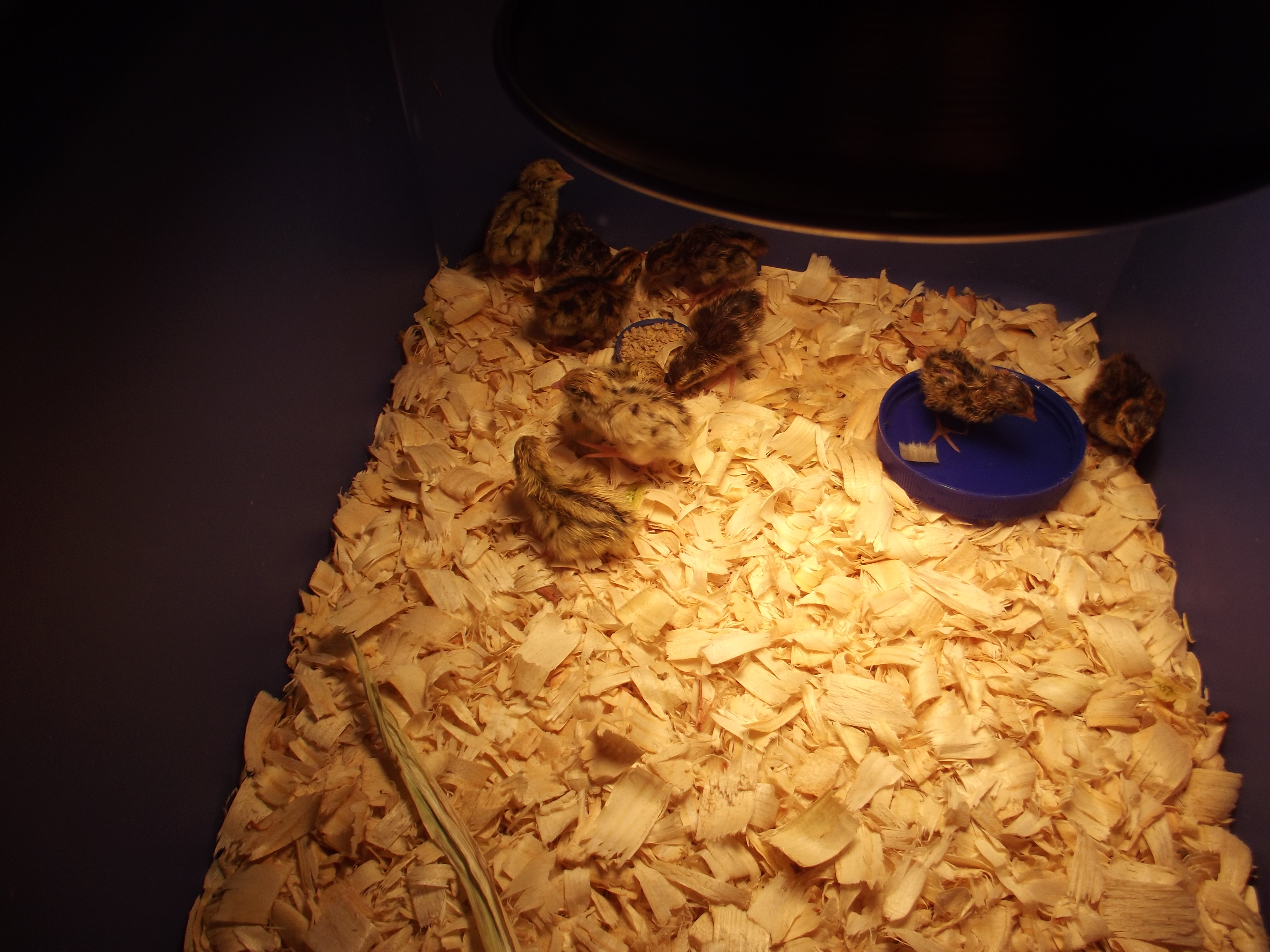 My first Hatch Of coturnix quail
