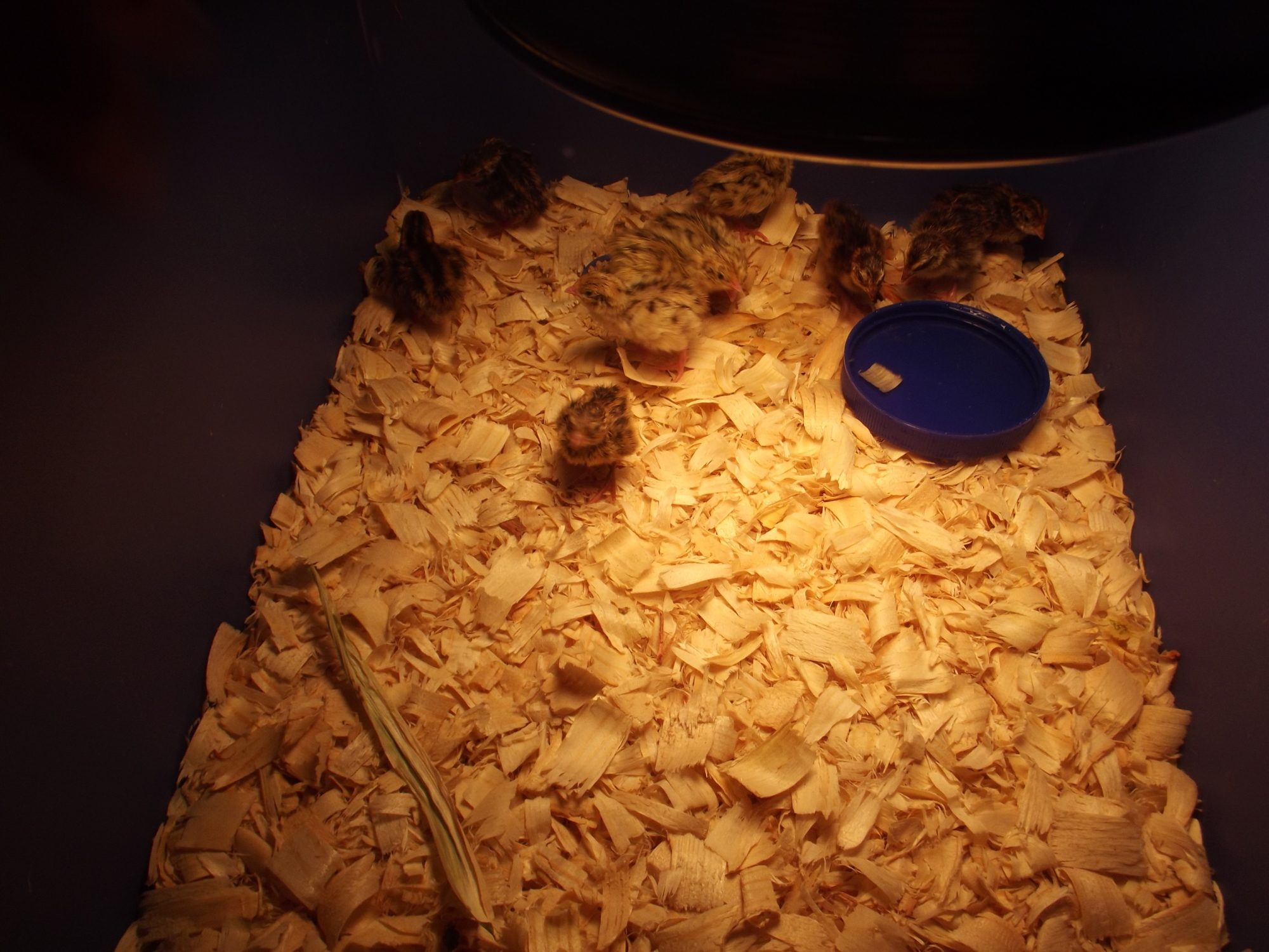My first Hatch Of coturnix quail