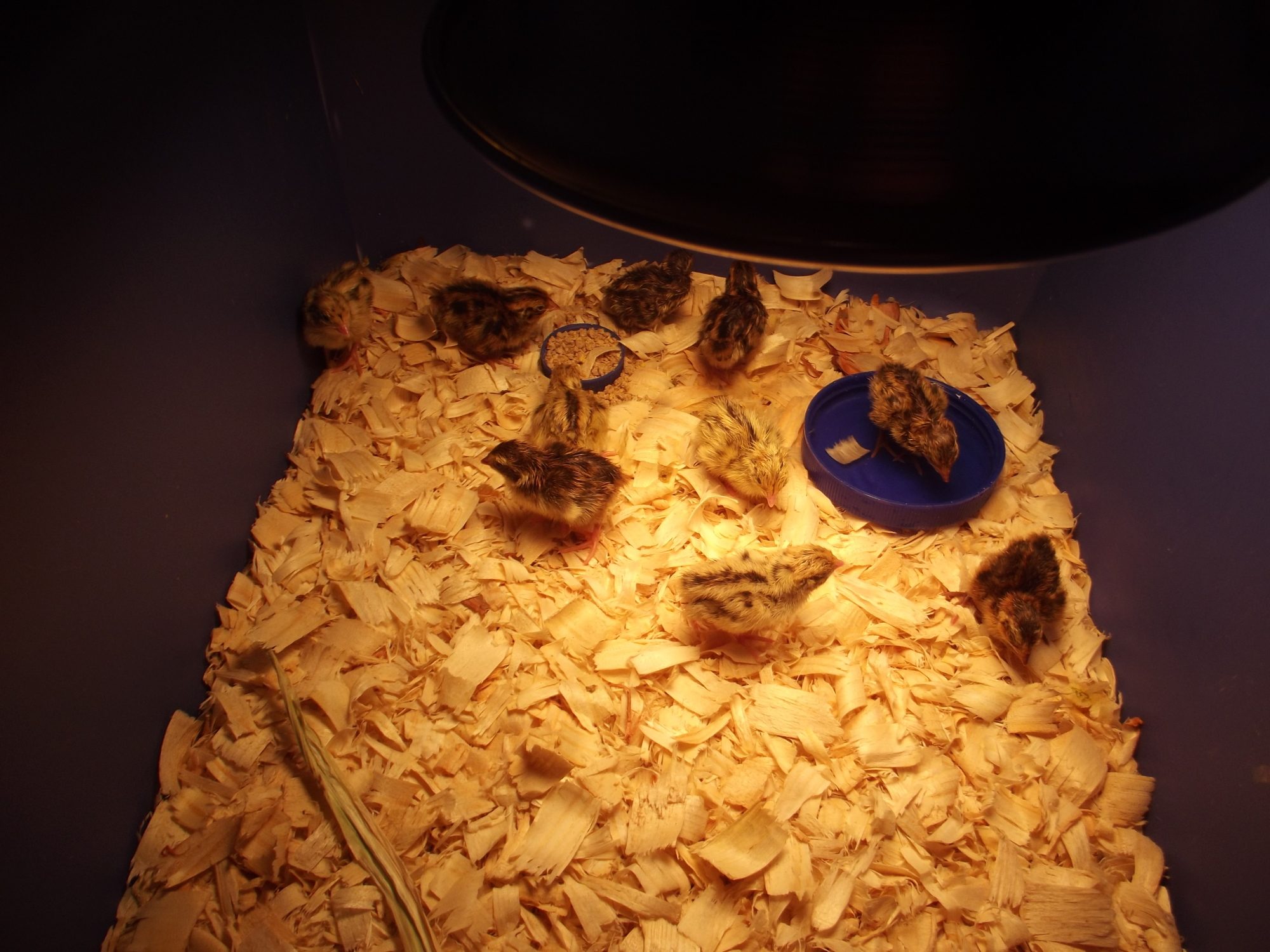 My first Hatch Of coturnix quail