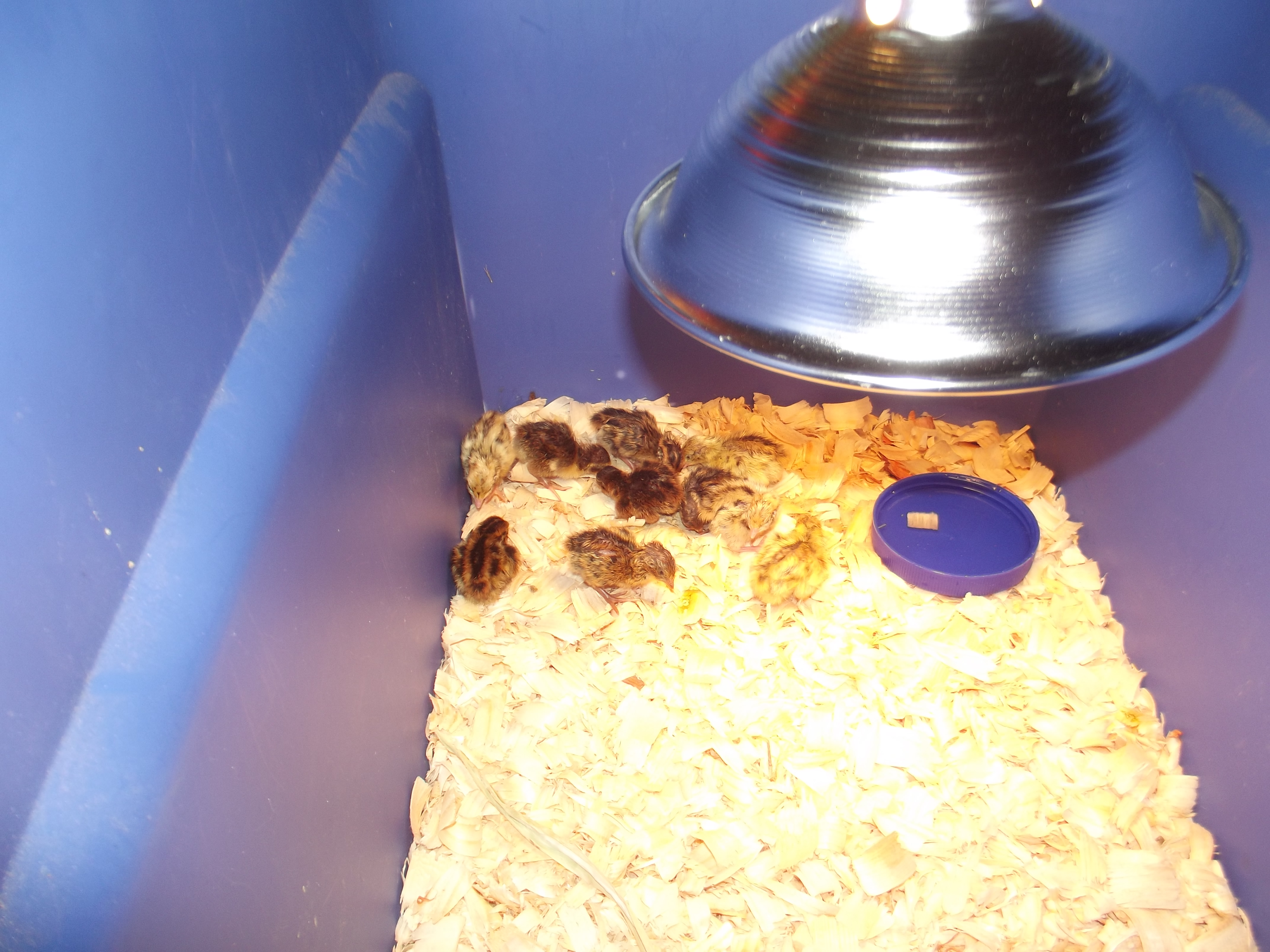 My first Hatch Of coturnix quail