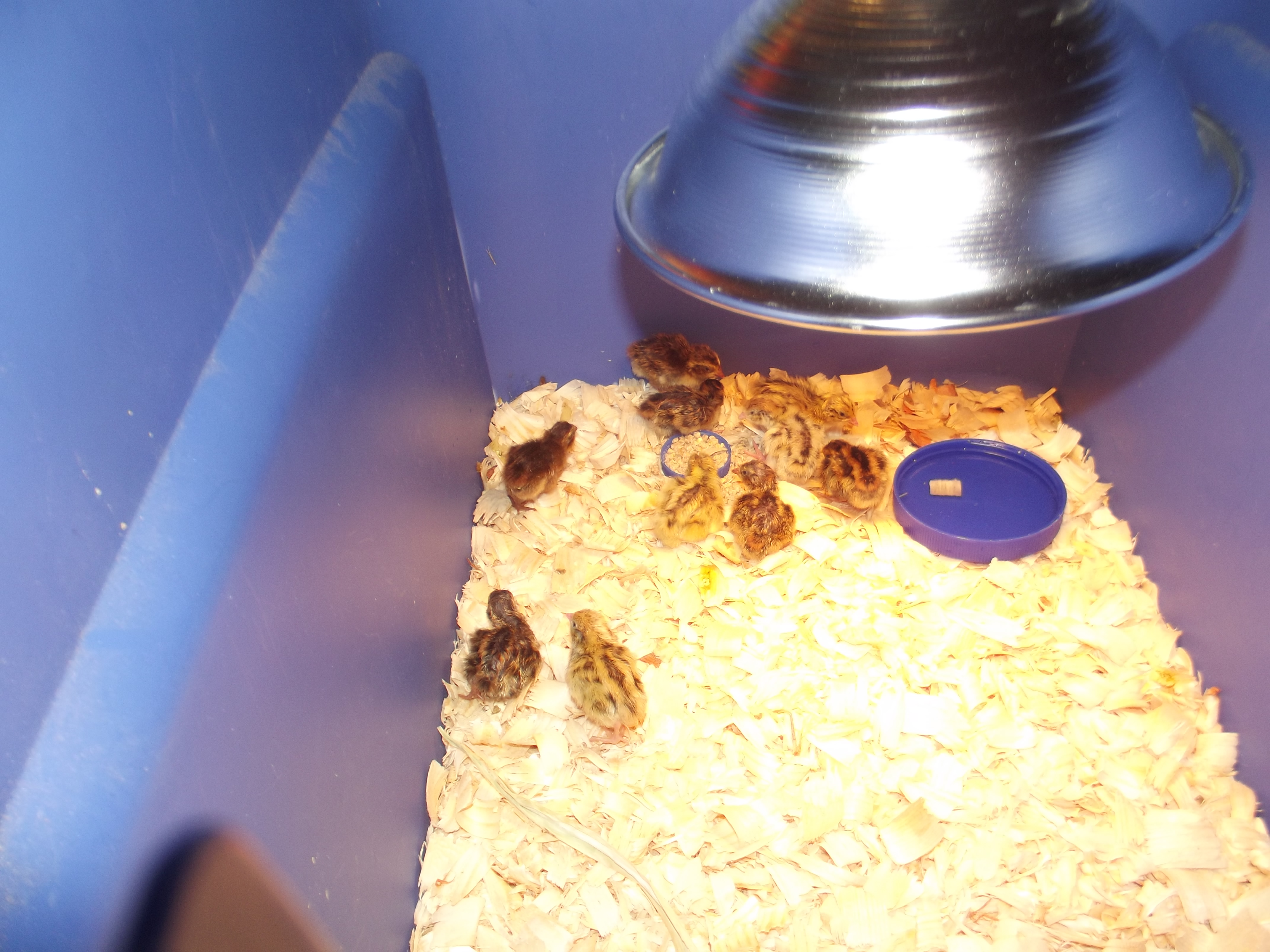 My first Hatch Of coturnix quail