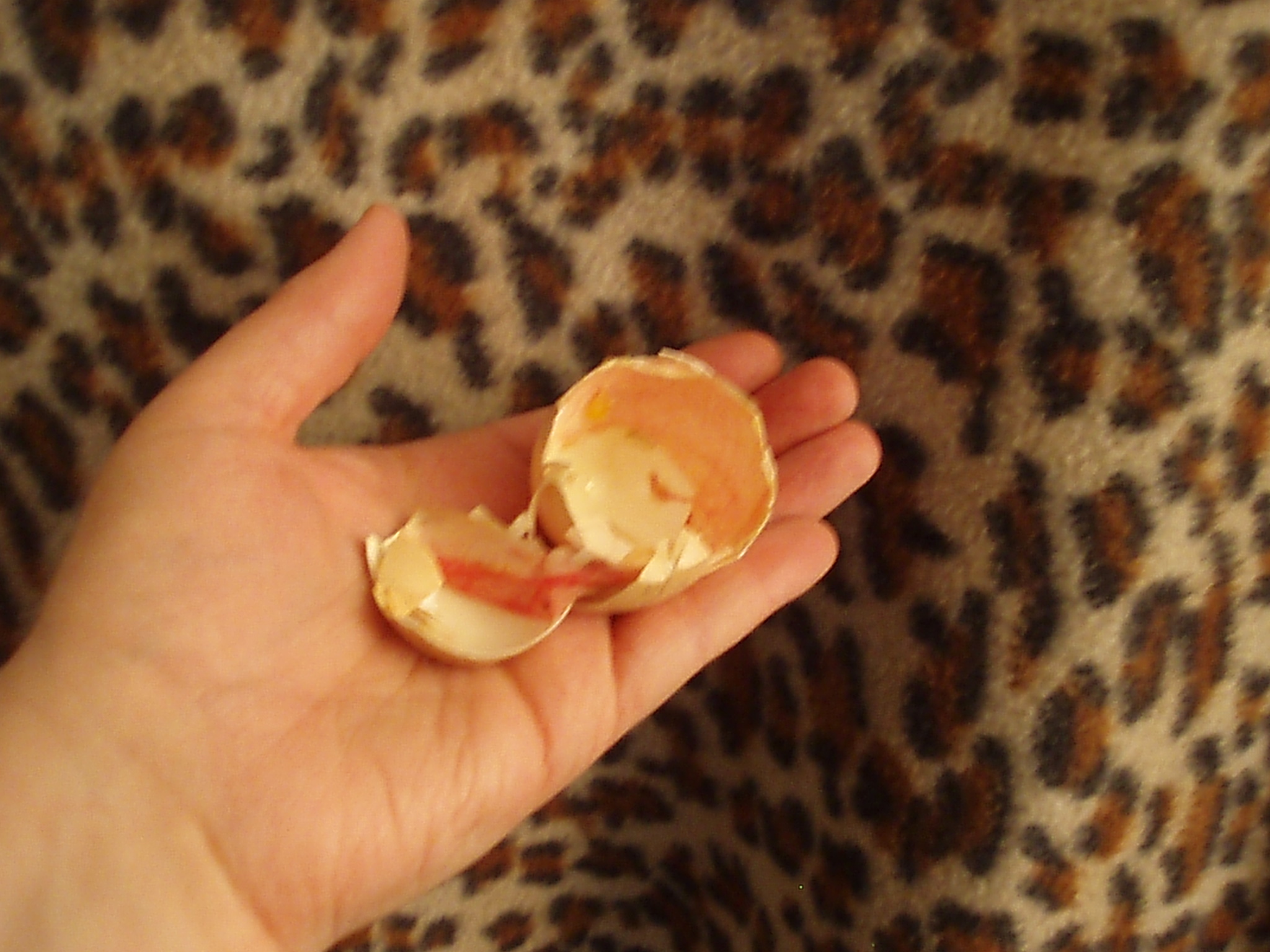 My first hatched eggshell.