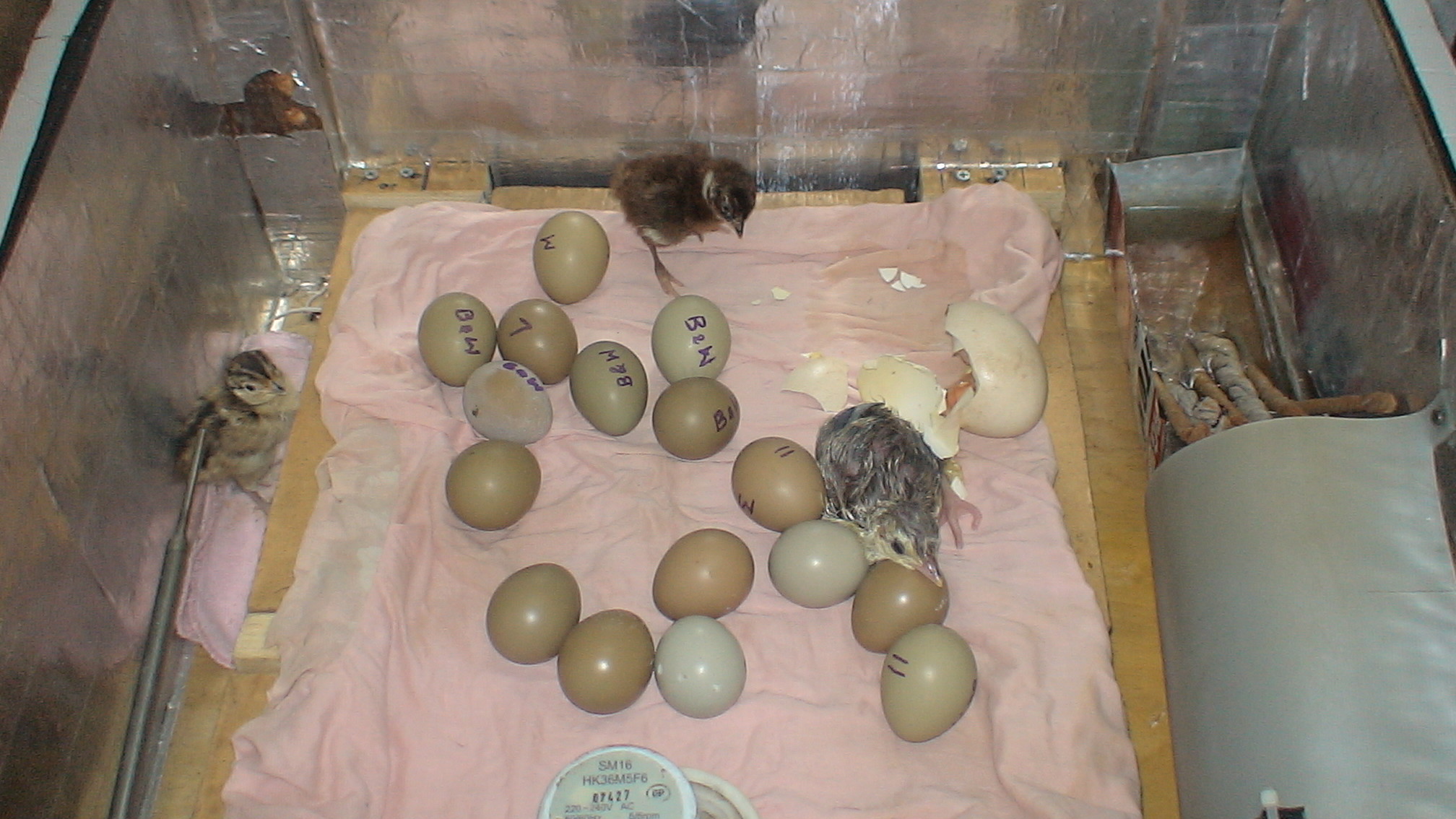 my first hatched pheasants and a peacock in my home made incubator.... and more pheasants to come out.
