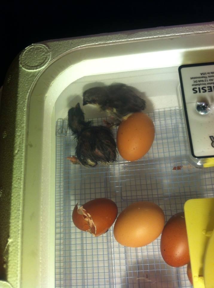 My first Marans