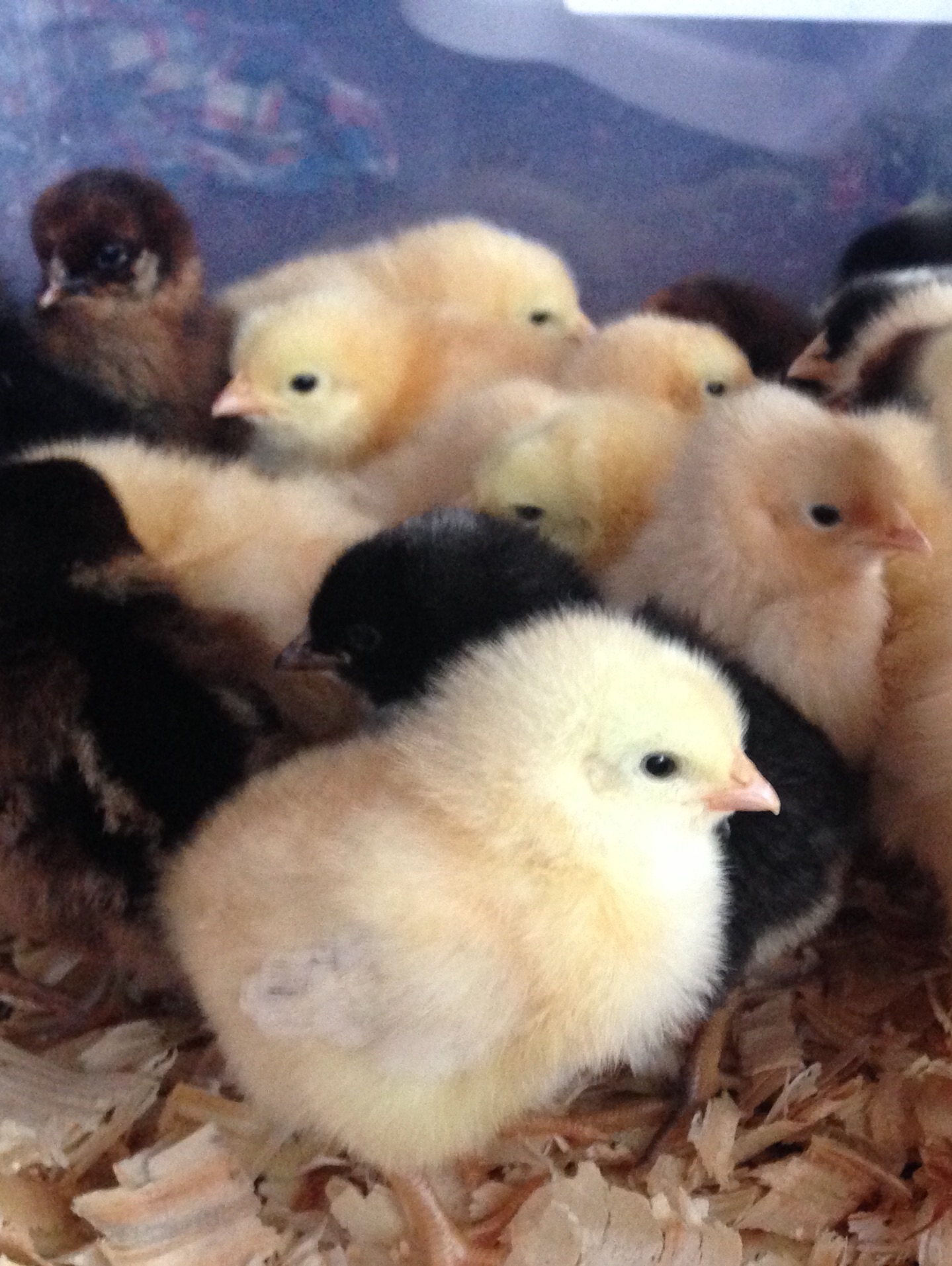 My first order of chicks have arrived ! Can't wait to watch these girls grow !
