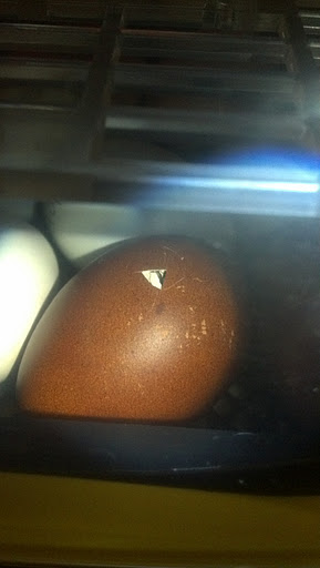 My first pip... a BCM egg from our hen Giselle