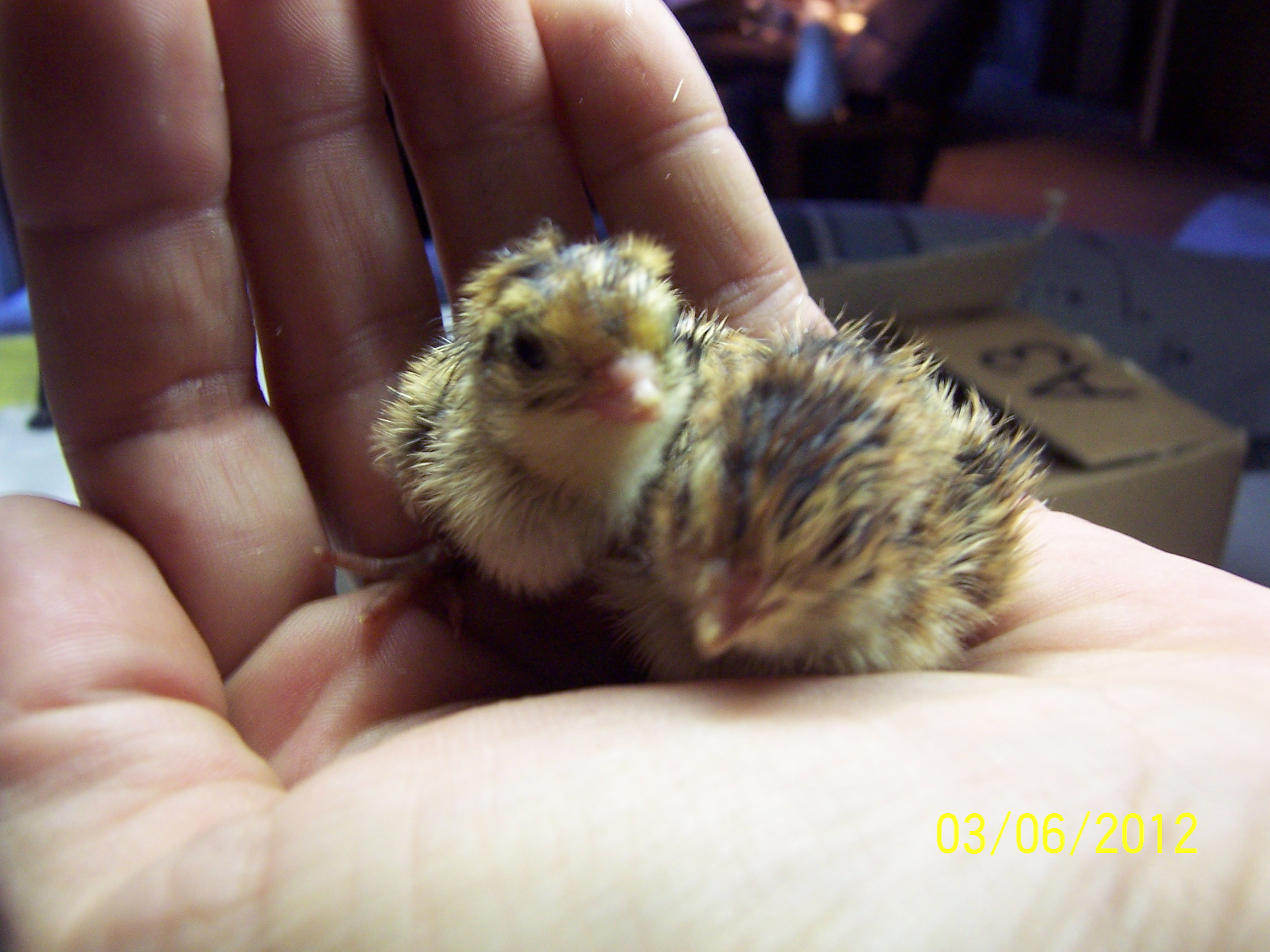 My first quail babies.  Hatched 3/7/2012