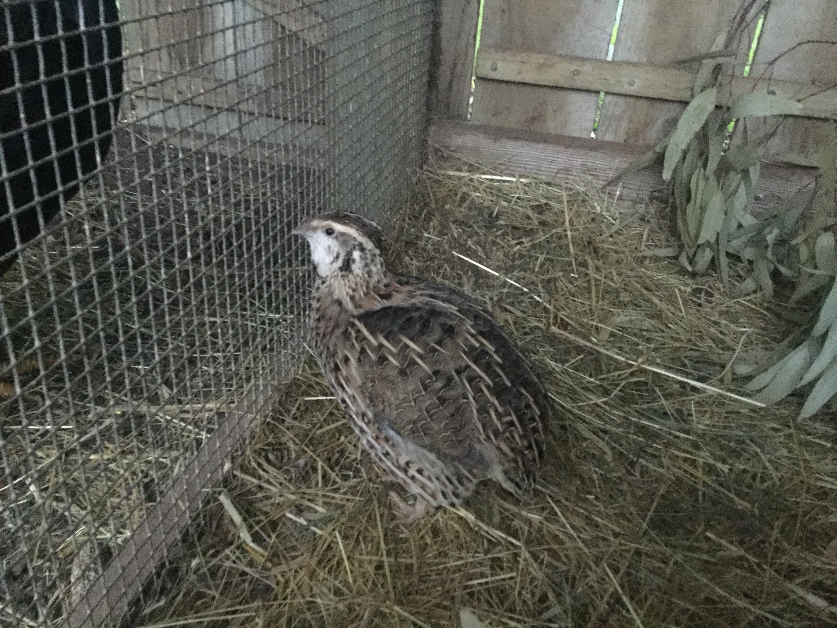 My first quail.