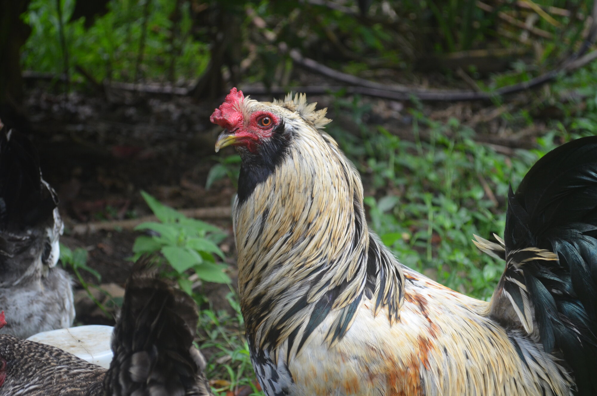 My first rooster (Easter Egger)  "Fuego"