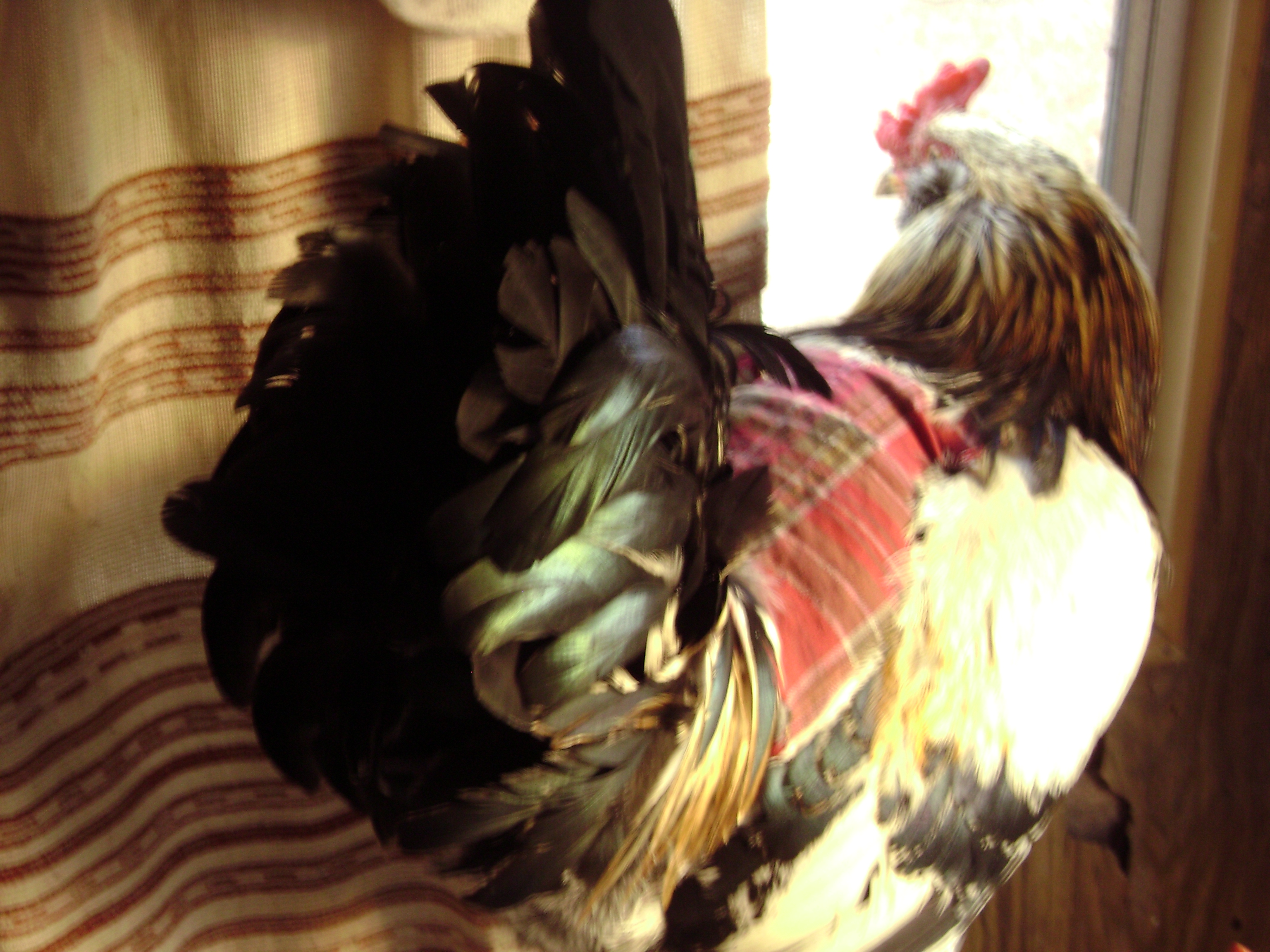 My first rooster keeping watch out the window with his comfey saddle