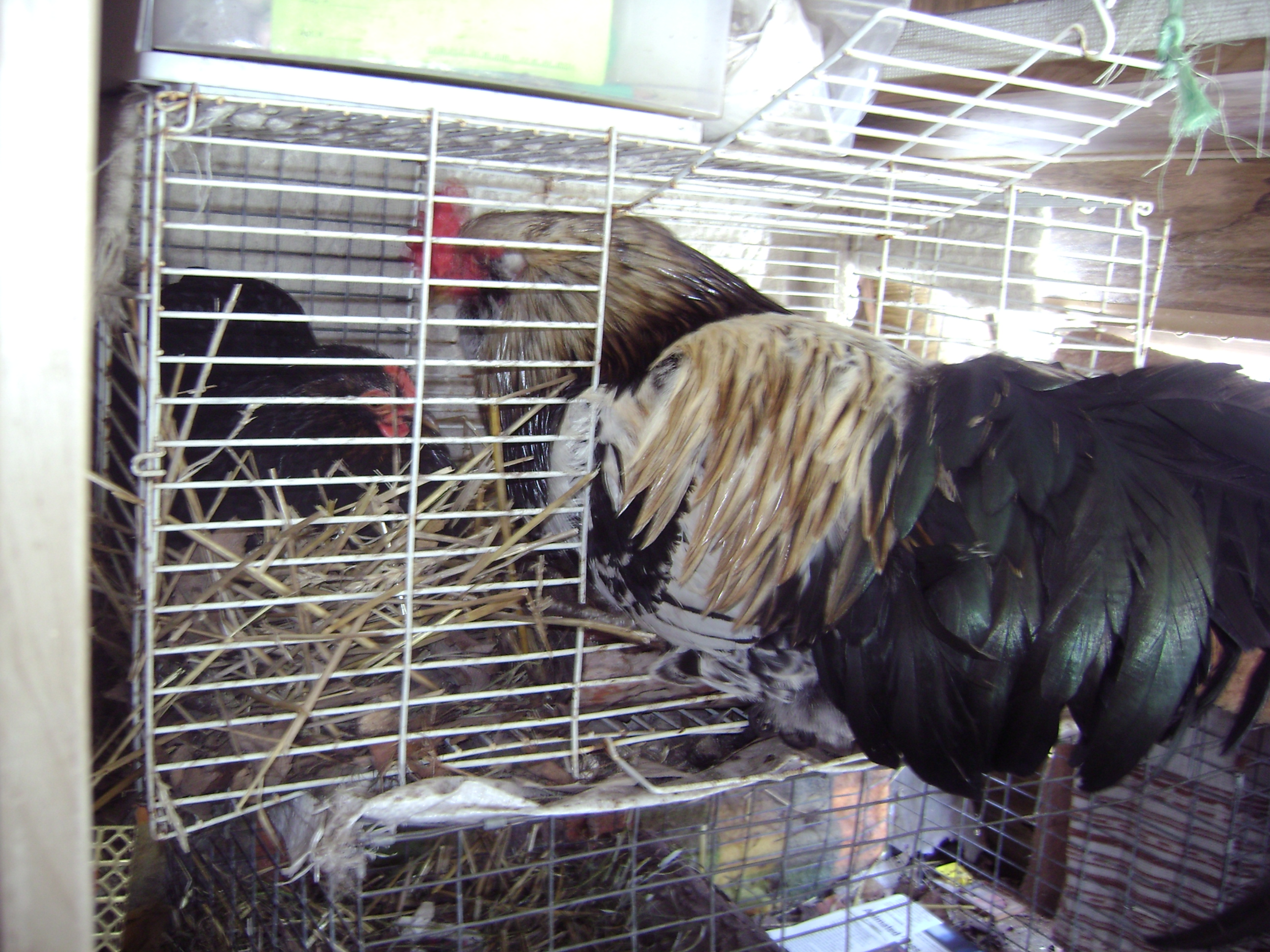 My first rooster, "lucky plucky". He was well loved, and took good care of his hens.  Here he is pictured singing and watching over my bantam cochin hen who is laying her first egg. He did this for each of the girls when they layed their first egg!  Also was the nest "approver", silly girls wouldn't use one he hadn't sung about!