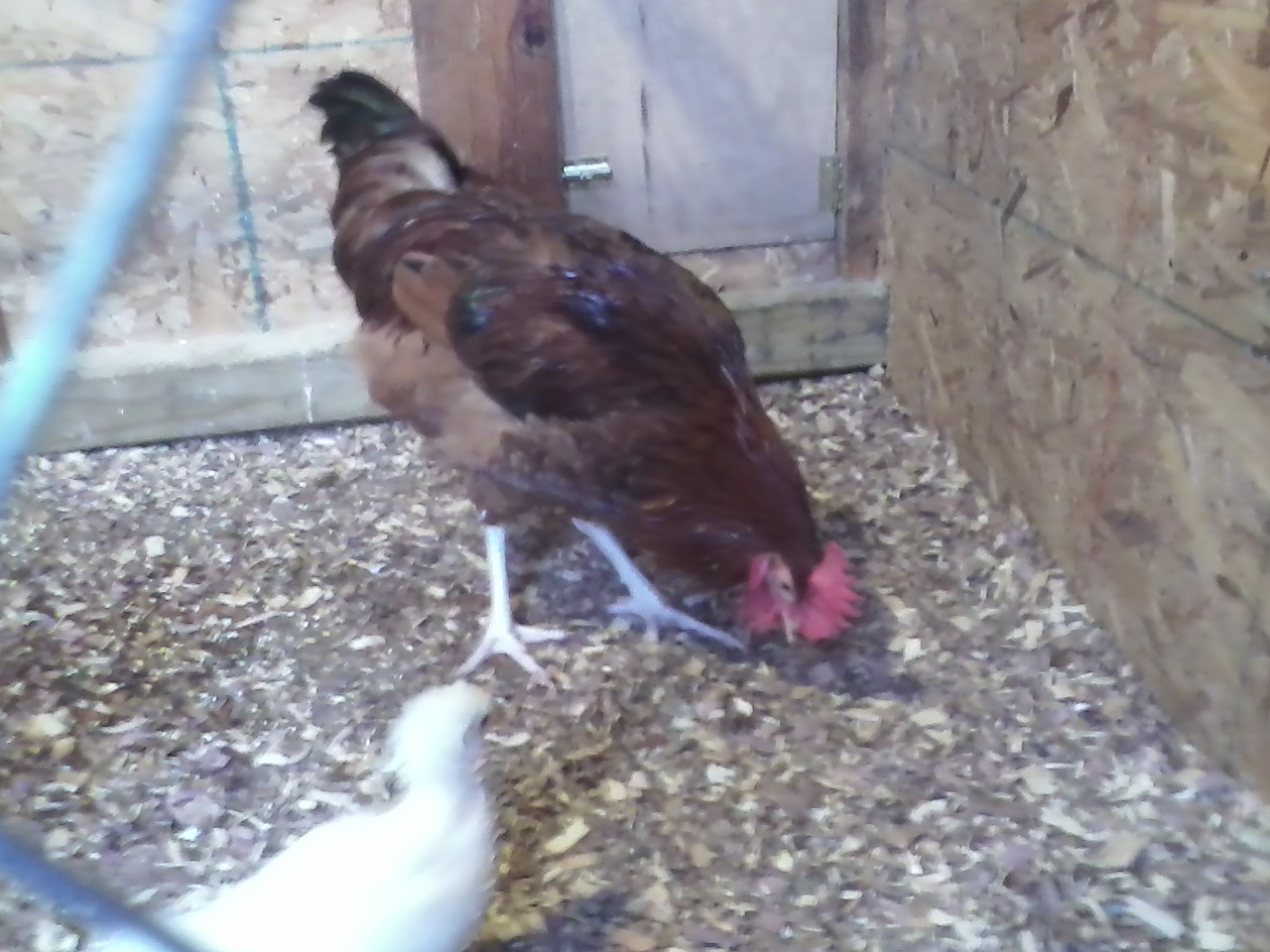 My first rooster "Red" 5 months old