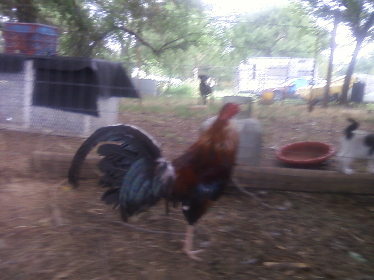 my first rooster