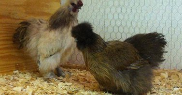My first Silkie Breeding Pair