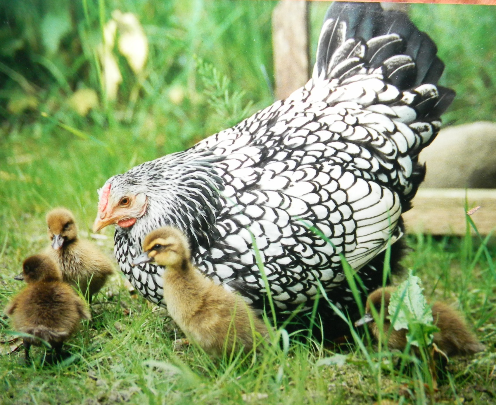 My first Silver Laced Wyandotte with her hatched Khaki Campbell ducklings!!