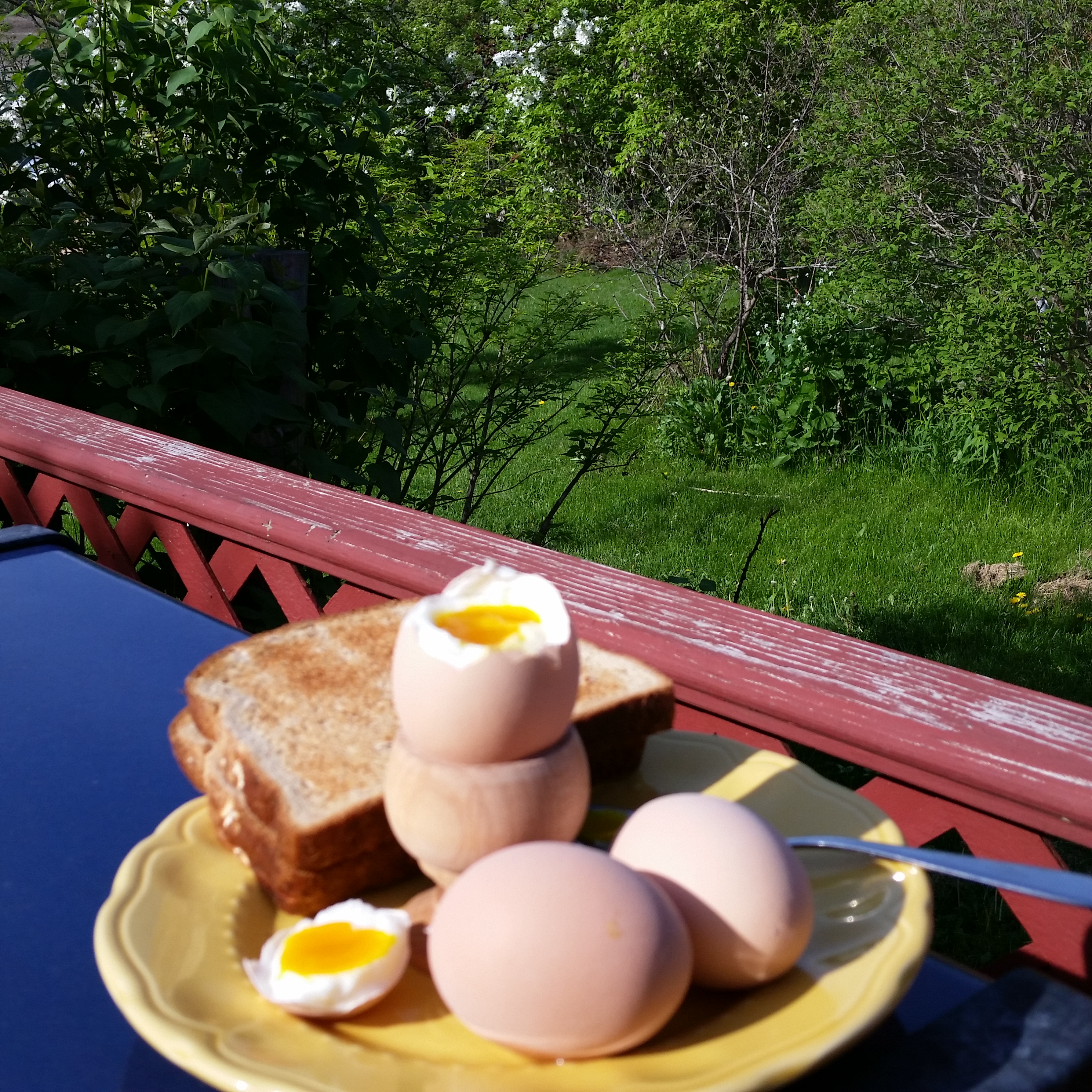 My first soft boiled fresh outa the coop eggs.
