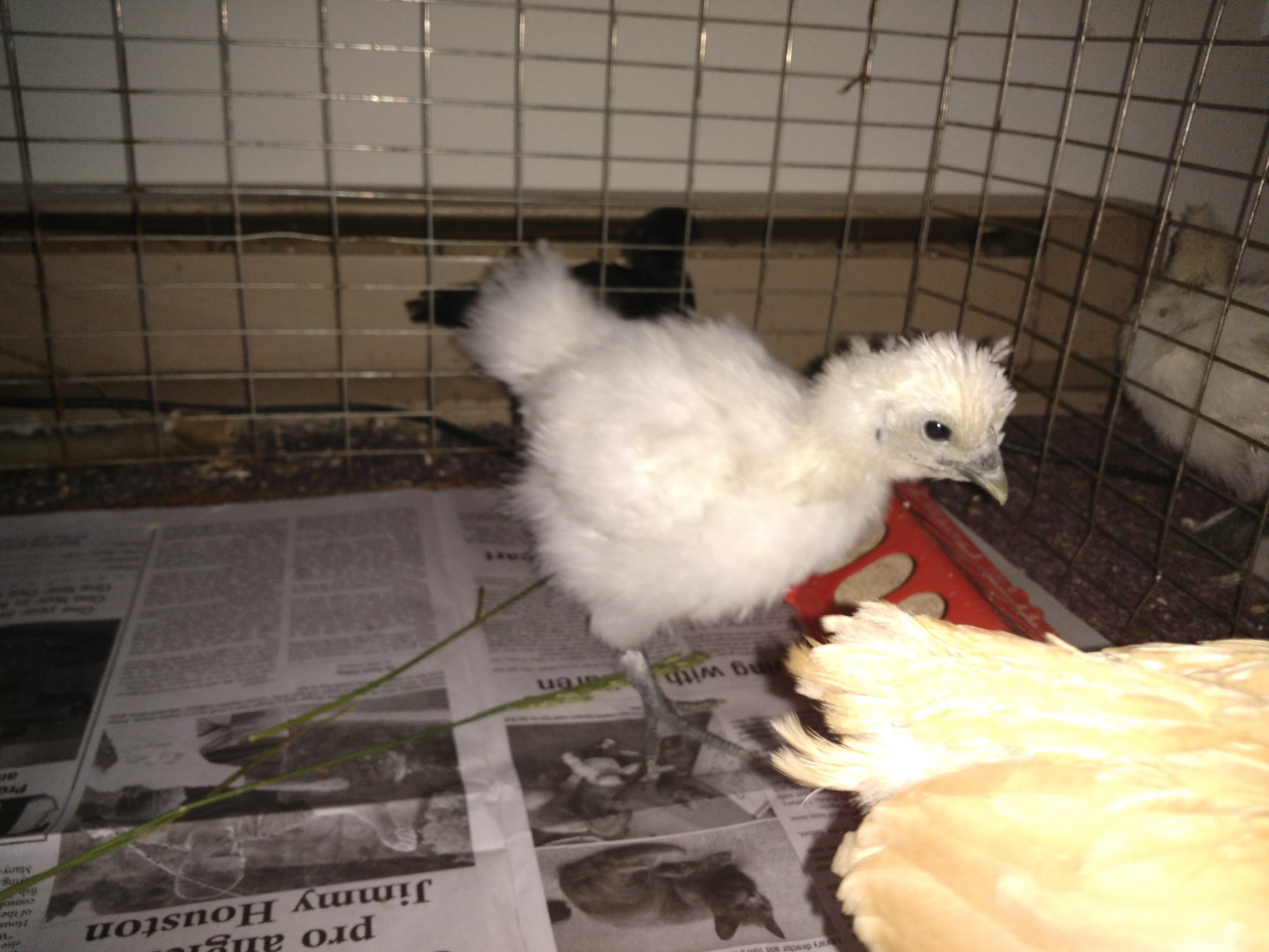 My first time rearing Silkies
