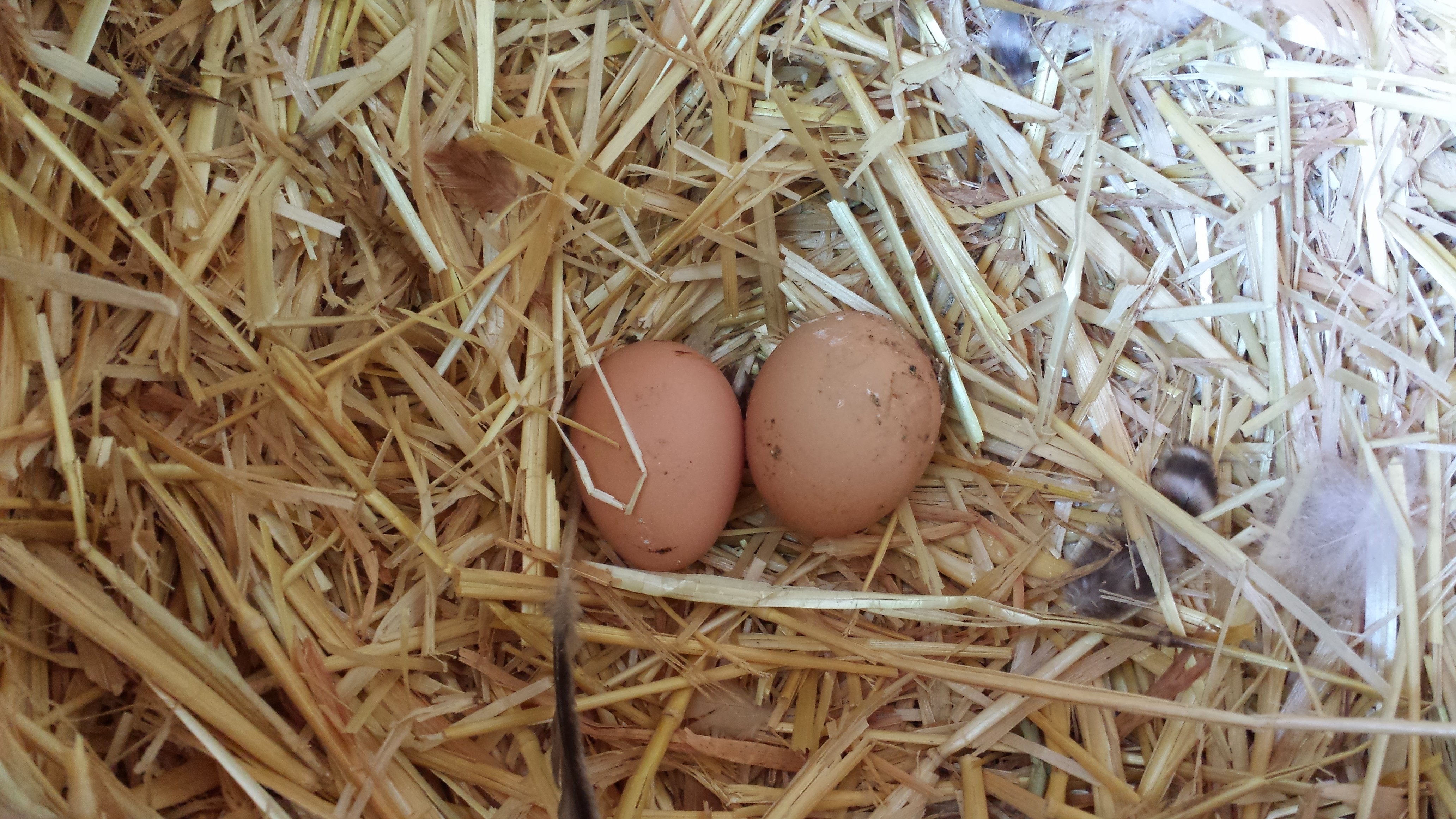 My first two eggs.