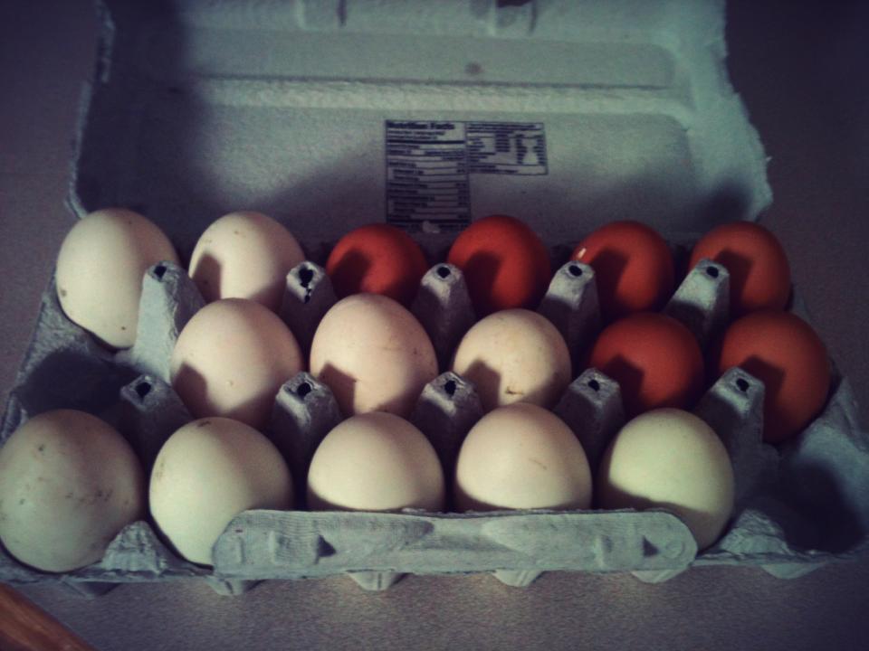 my first week of eggs