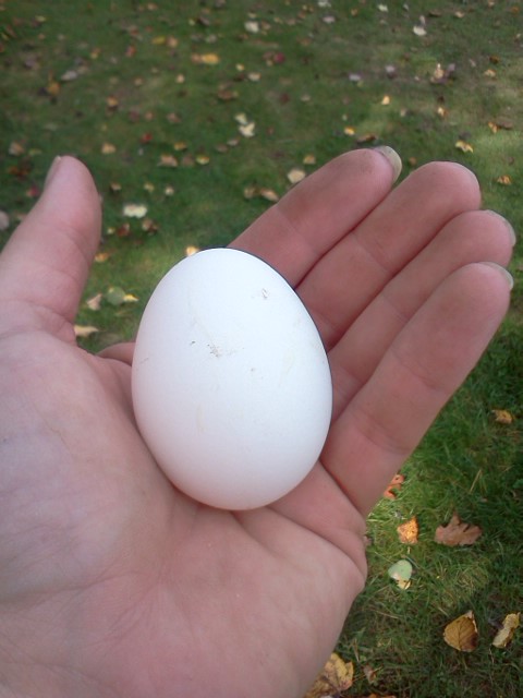 My first white egg from my leghorn Opal!