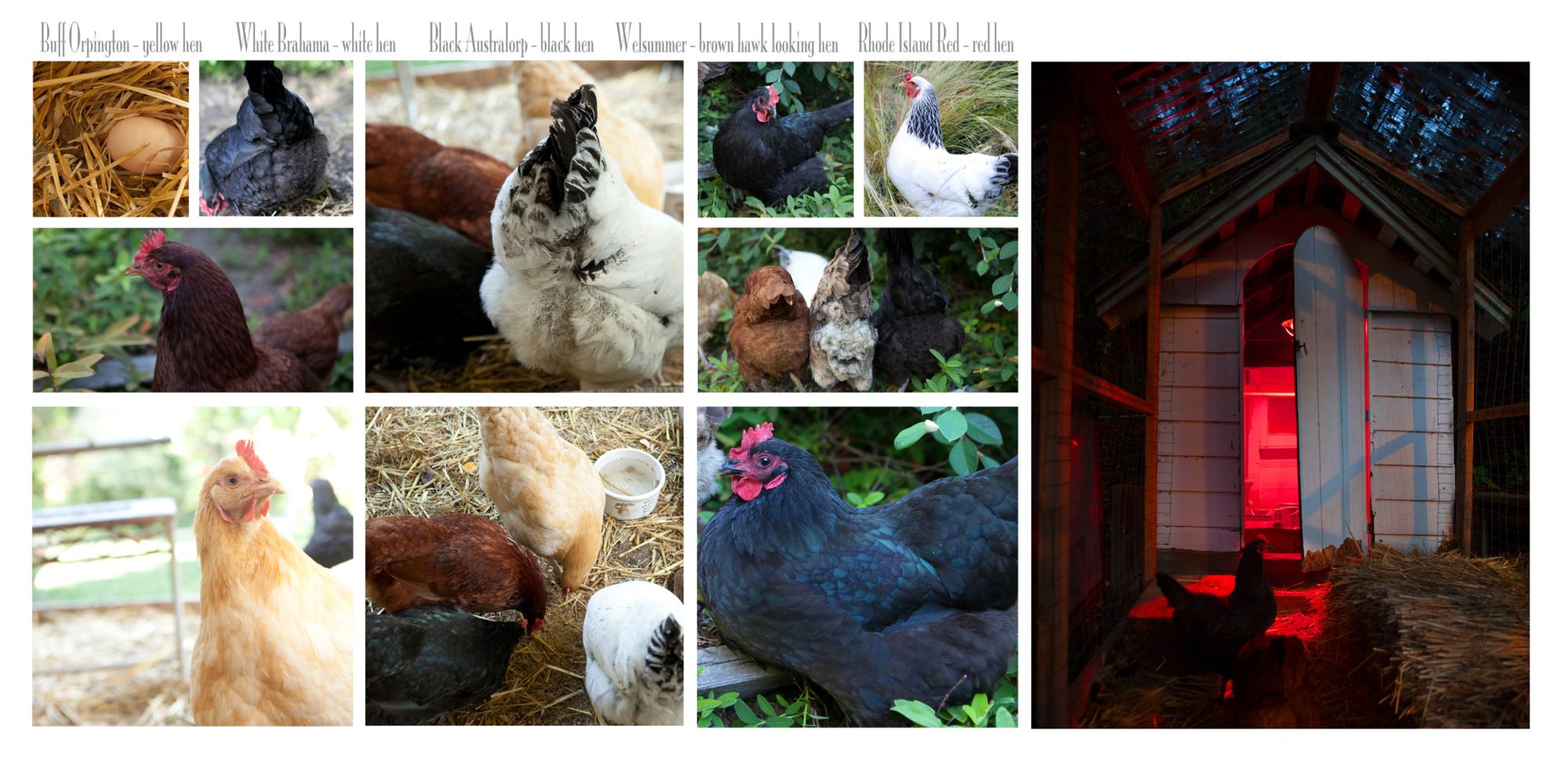 My five Chickens and their Run/Coop.