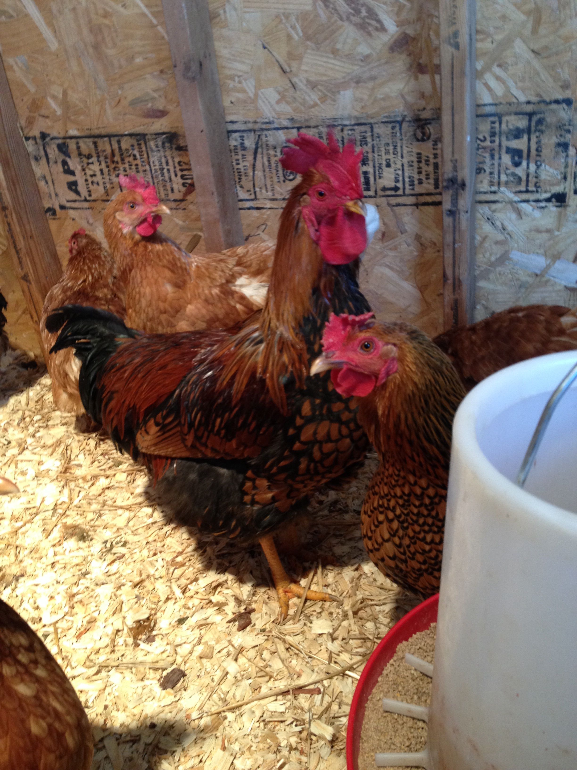 My flawed GLW cockeral and pullet with their single comb -Cogburn and Pretty