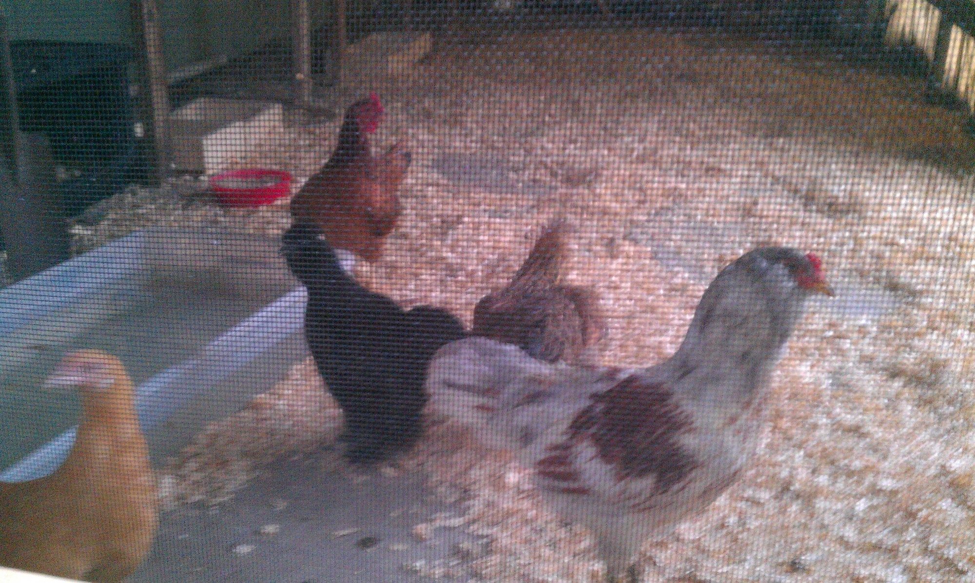 My flock enjoying their new chicken house! Now if I could only get some eggs...