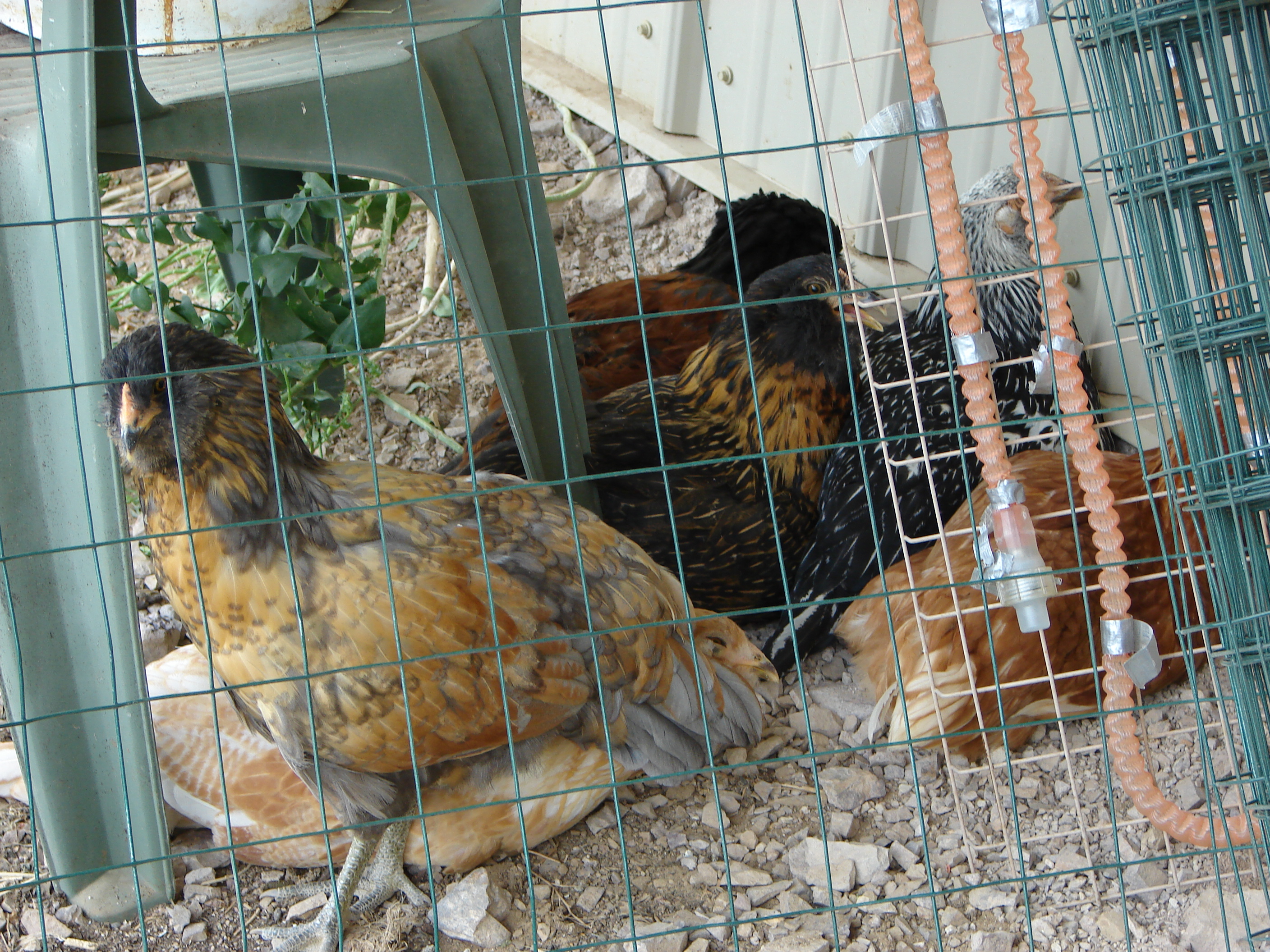 My flock in a temporary pen.  They are eating down the weeds, bringing them down to the ground.  Well all except the iron weeds they are too tough.  After i snip the iron weeds at ground level the chickens keep them under control.