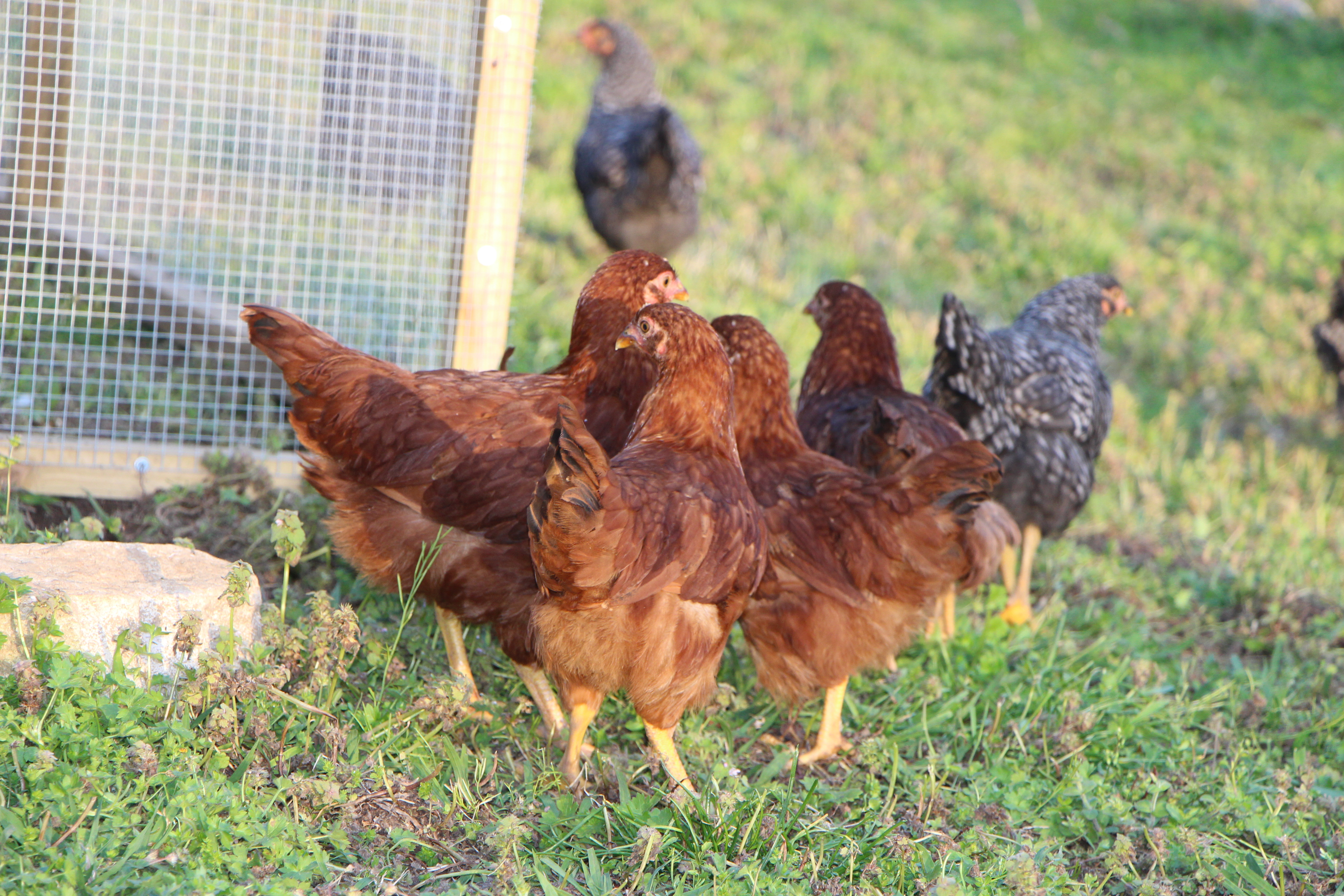 My Flock is freerange