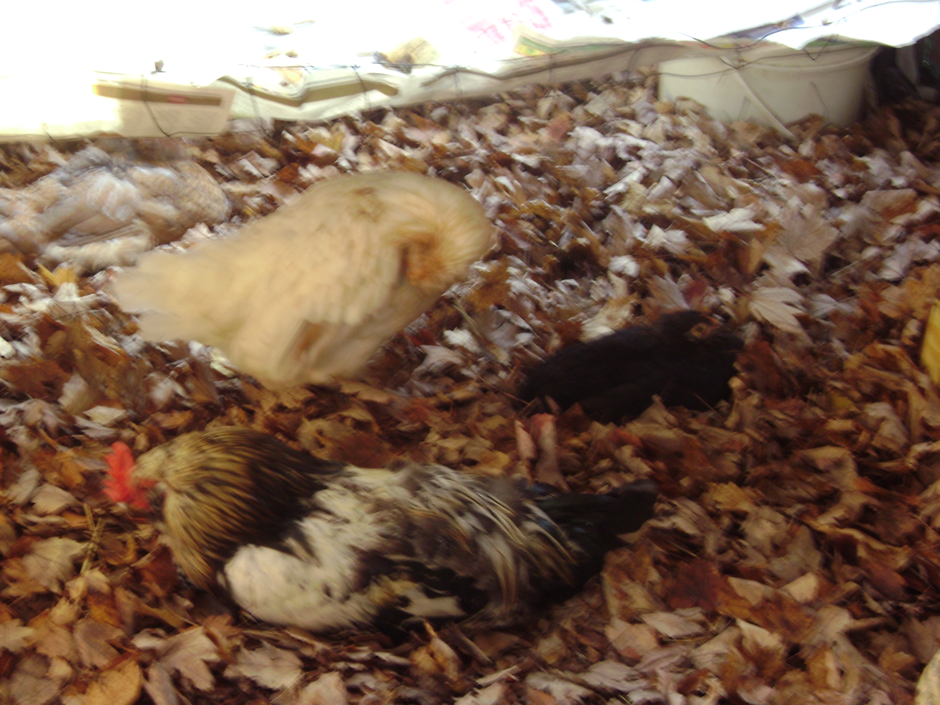 My flock liked the deep bedding of clean dry maple leaves i used in their coop in 2012 winter  :)  They nested off and on all afternoon in it  :)