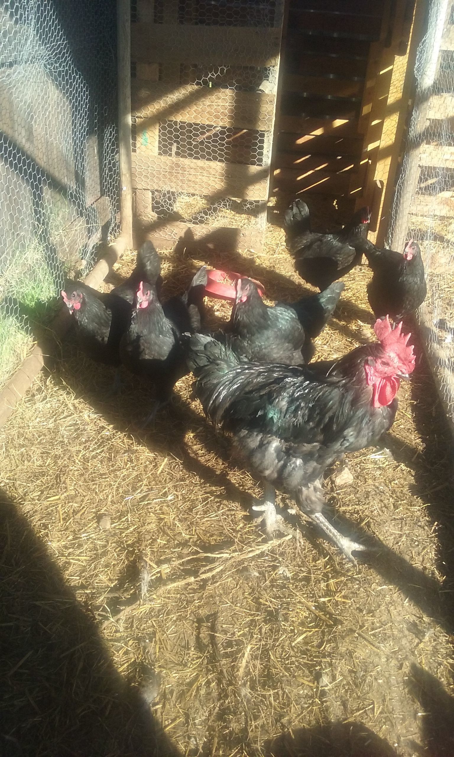 My flock of Black Jersey Giants,
Our Rooster "Loki" and his beautiful hens. 
Loki is going through a horrible molt.