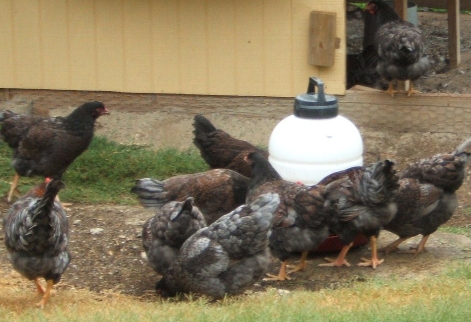 My Flock of Blue Double Laced Barnevelders