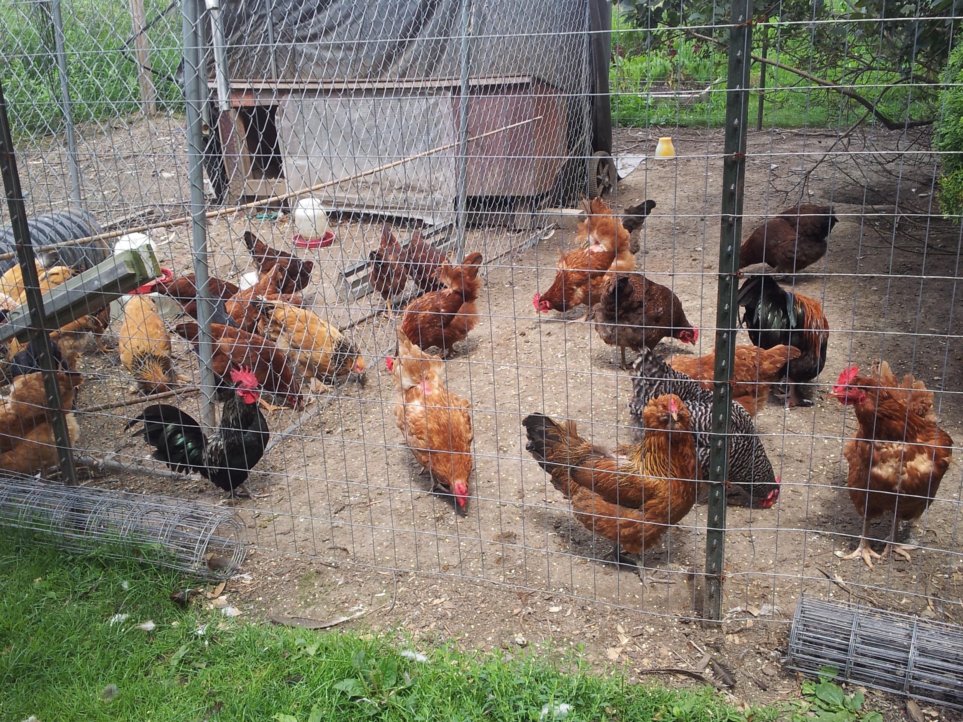 My flock of hennies total count is 46