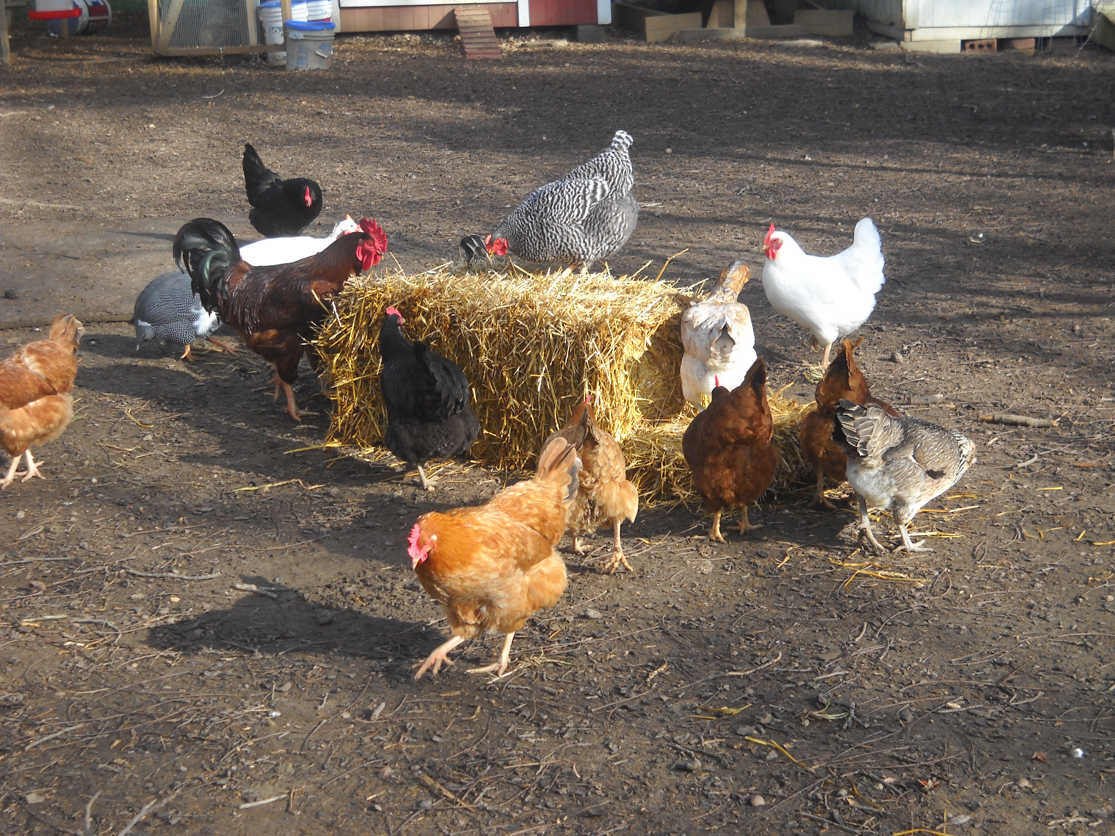 My flock with a new bale of straw.