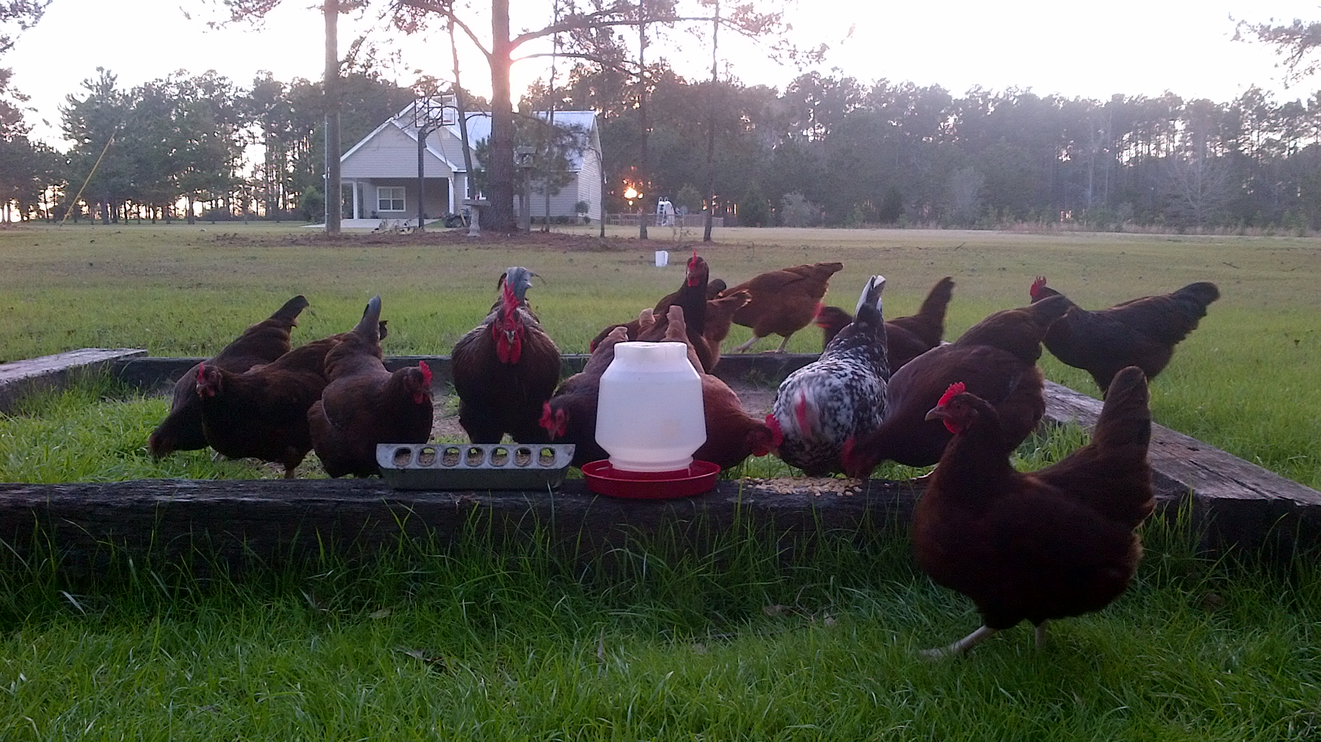 My flock