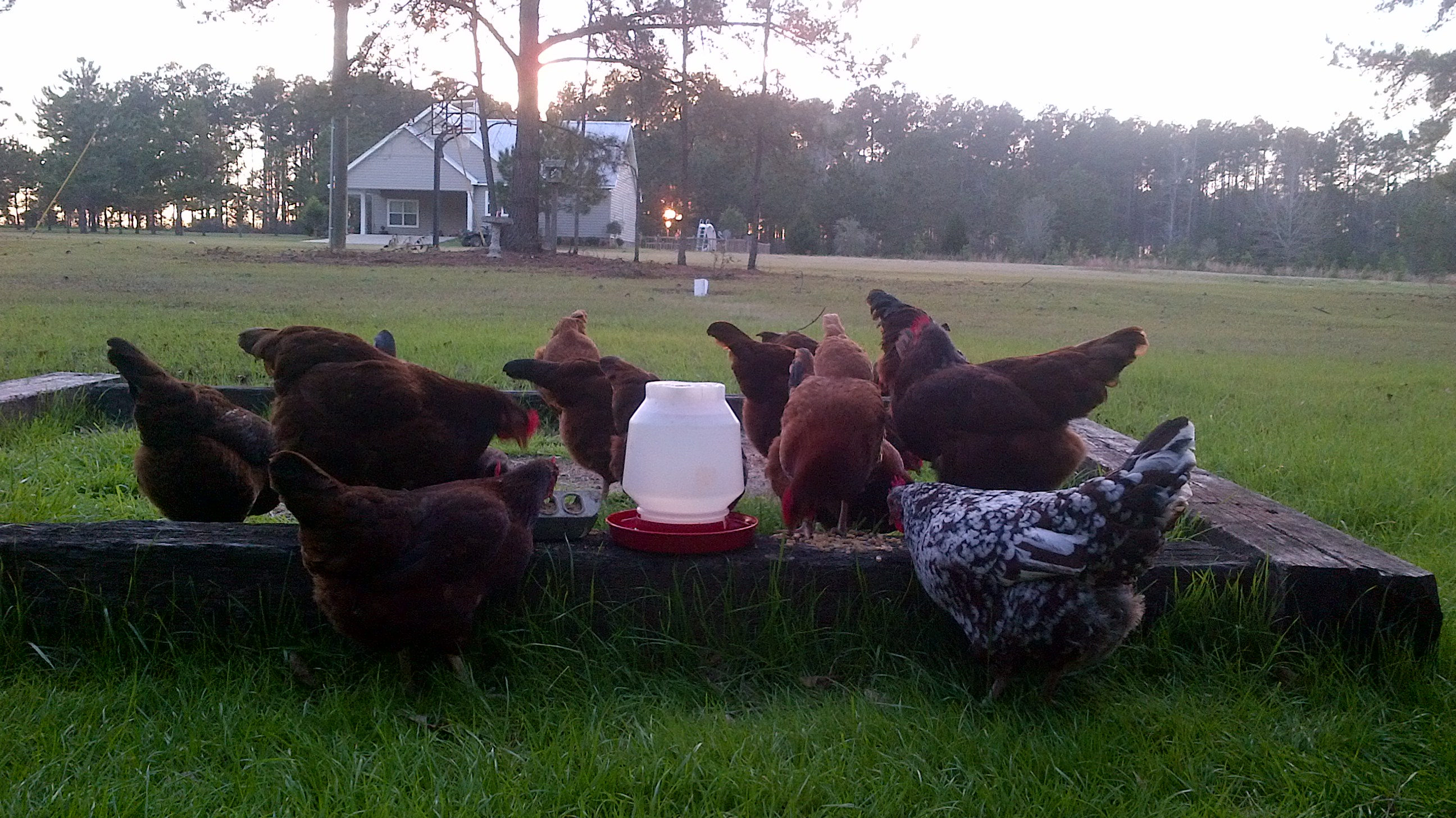 My flock