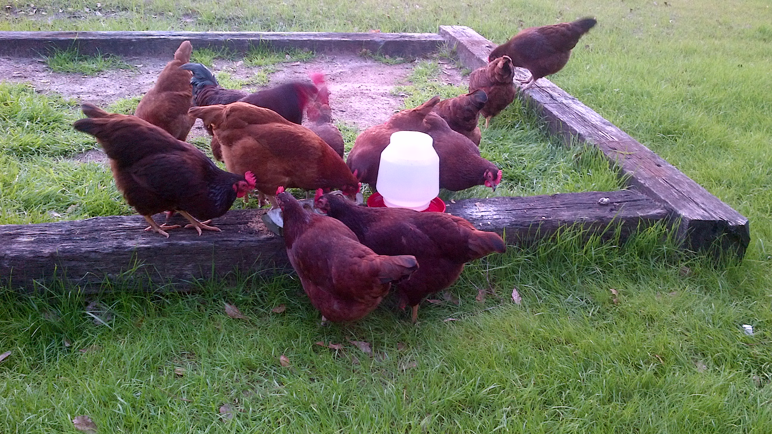 My flock