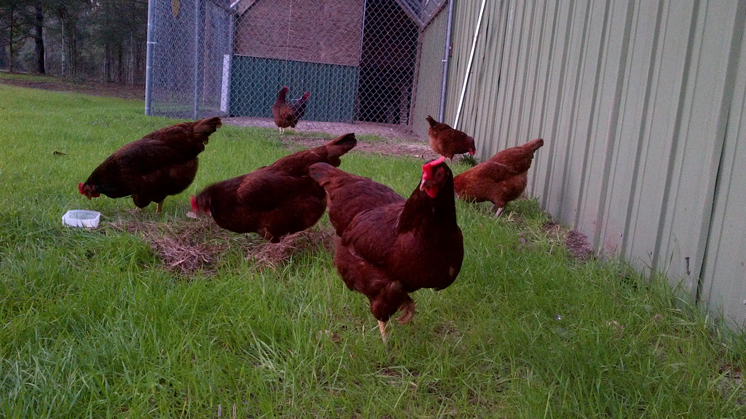 My flock