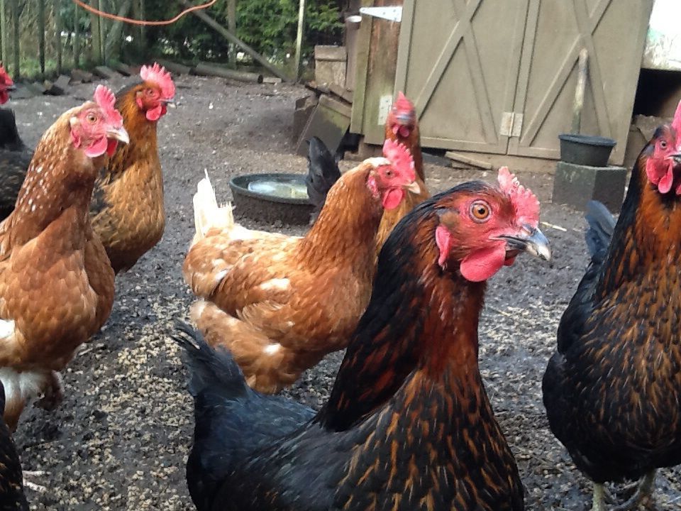 My flock