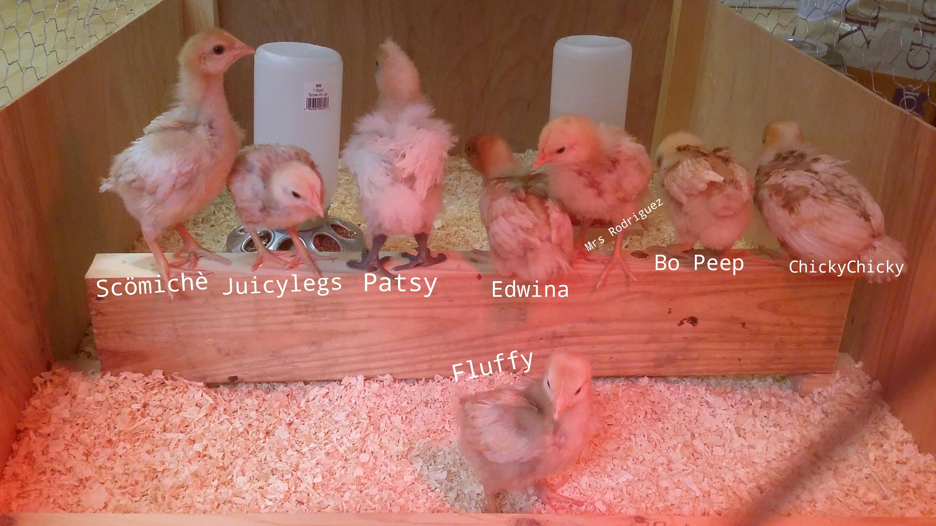 My flock