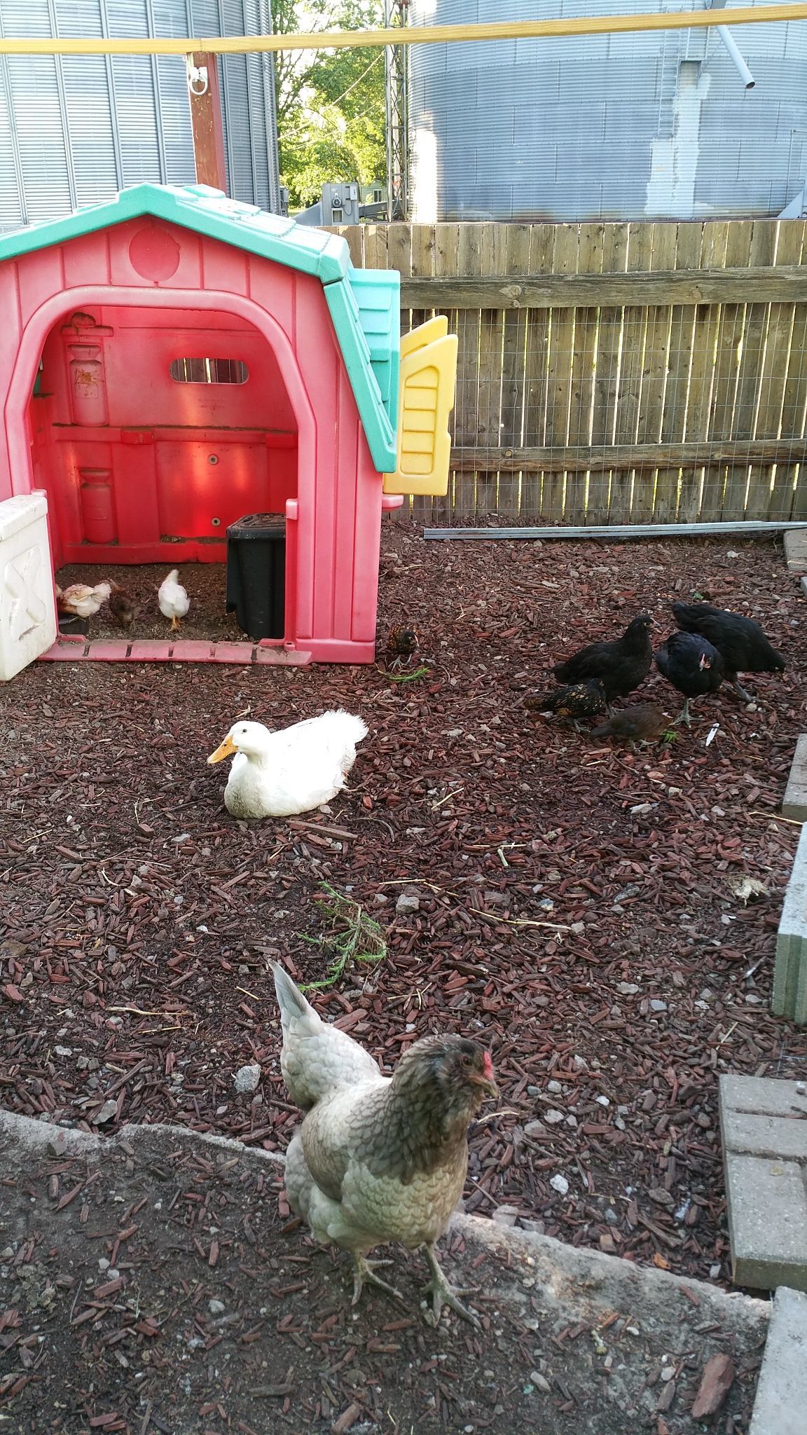 My flock
