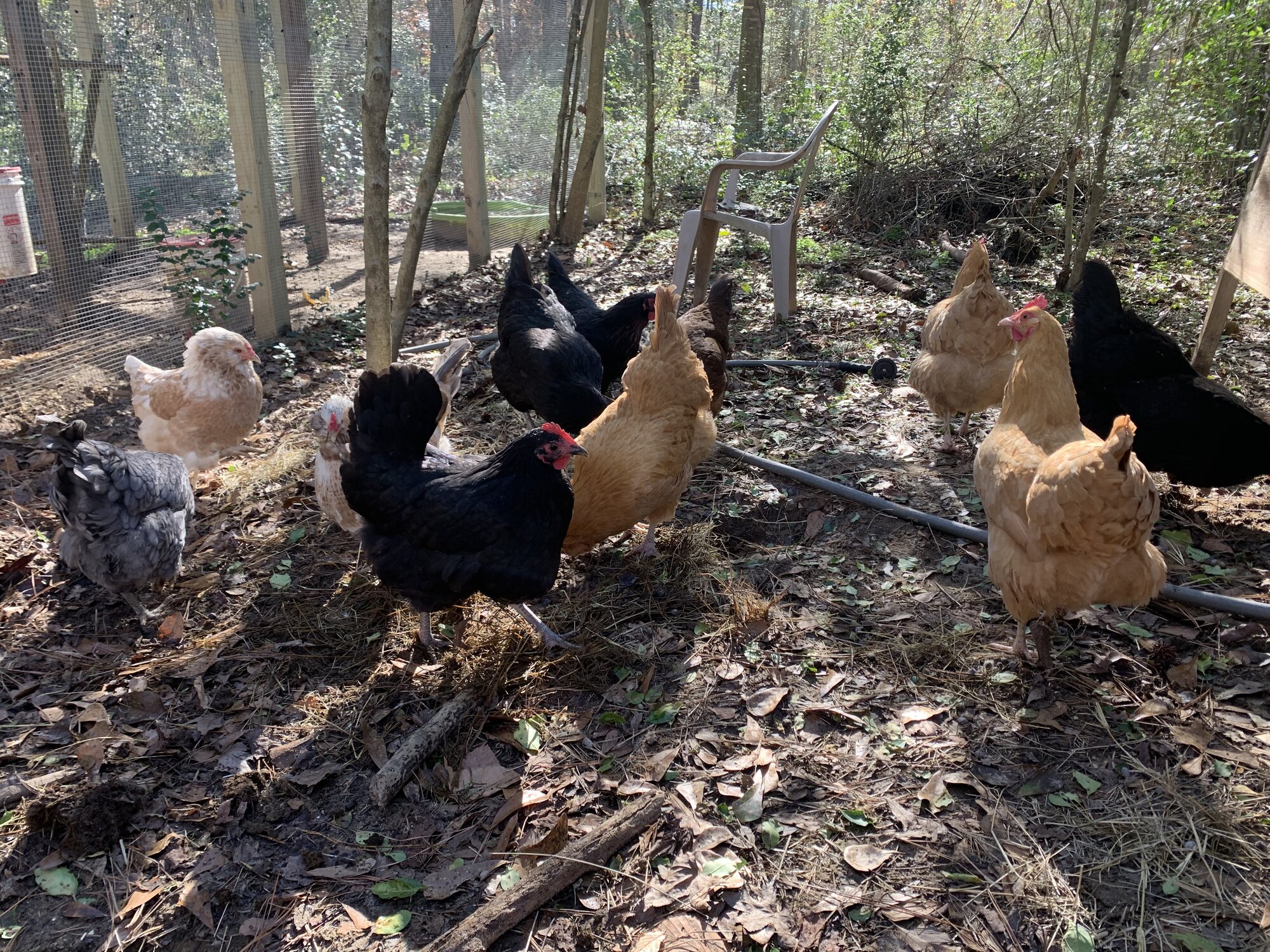 My flock