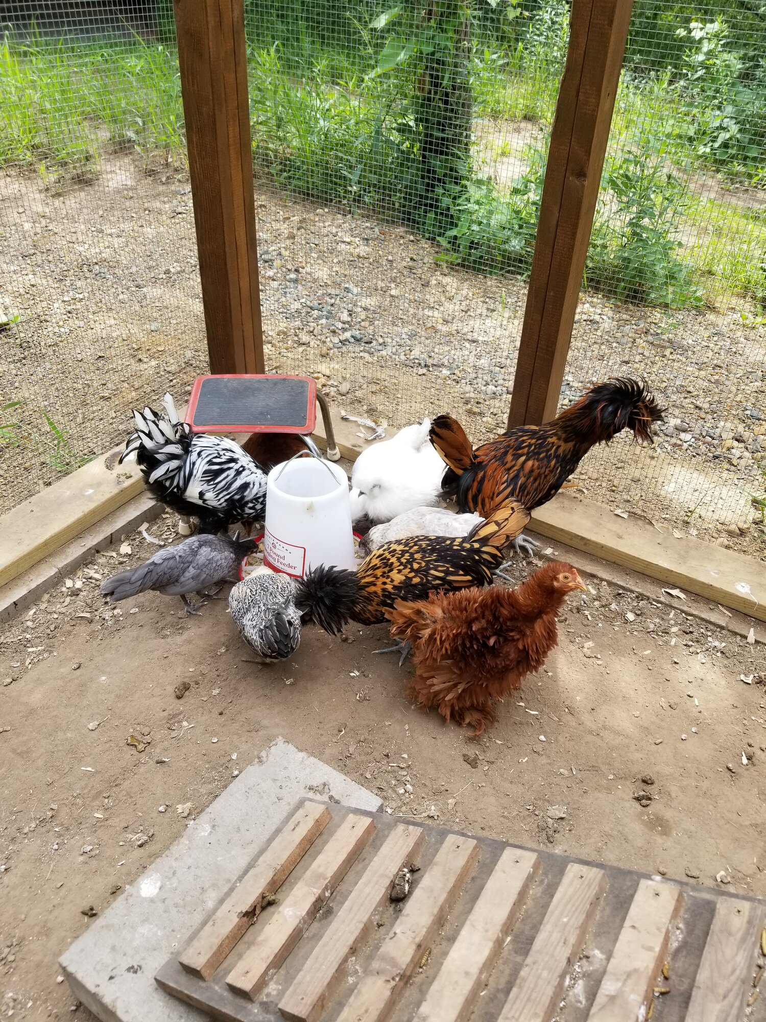 My flock